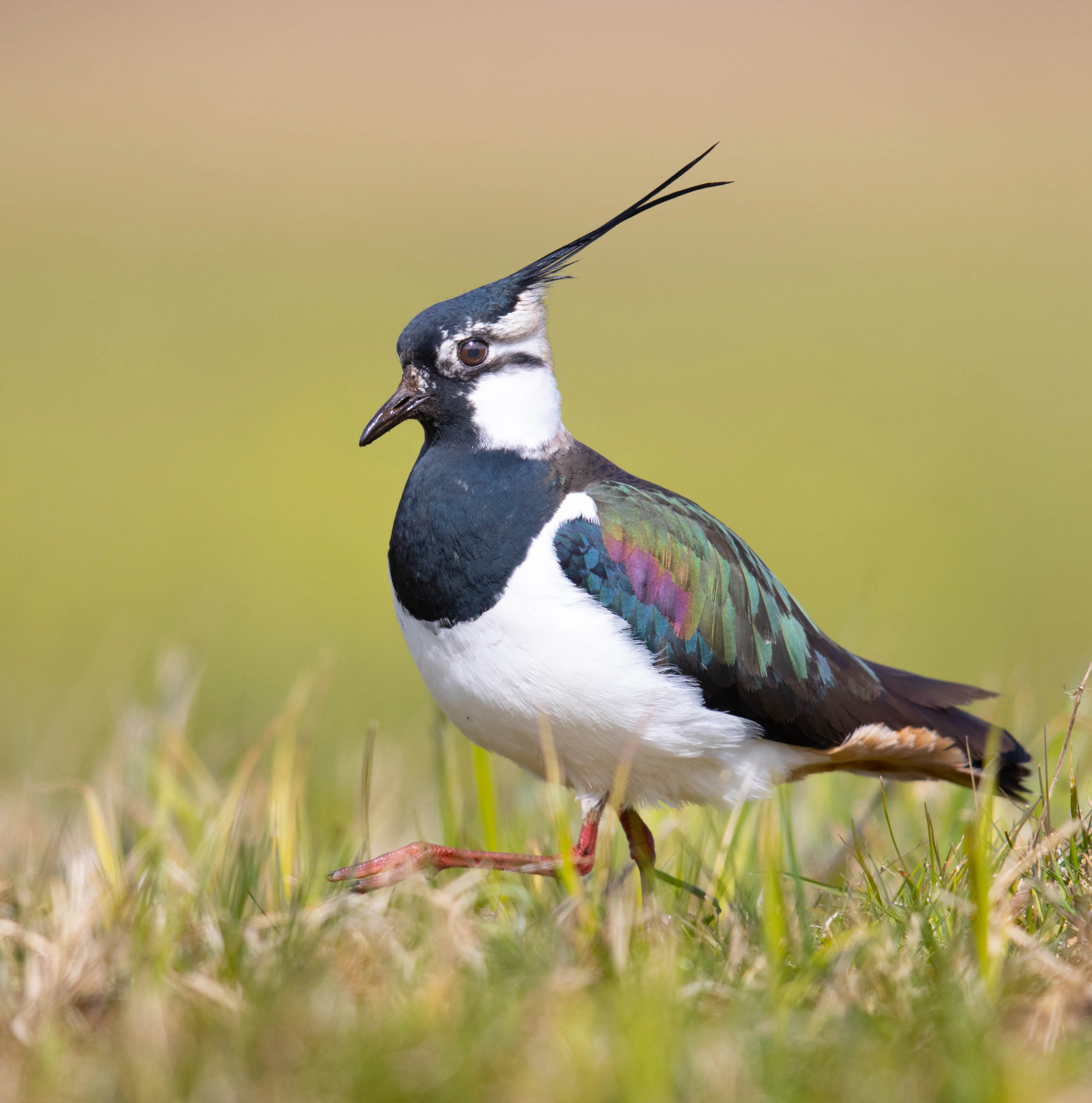 A Northern Lapwing bird with iridescent green feathers and a long crest walking through green grass.