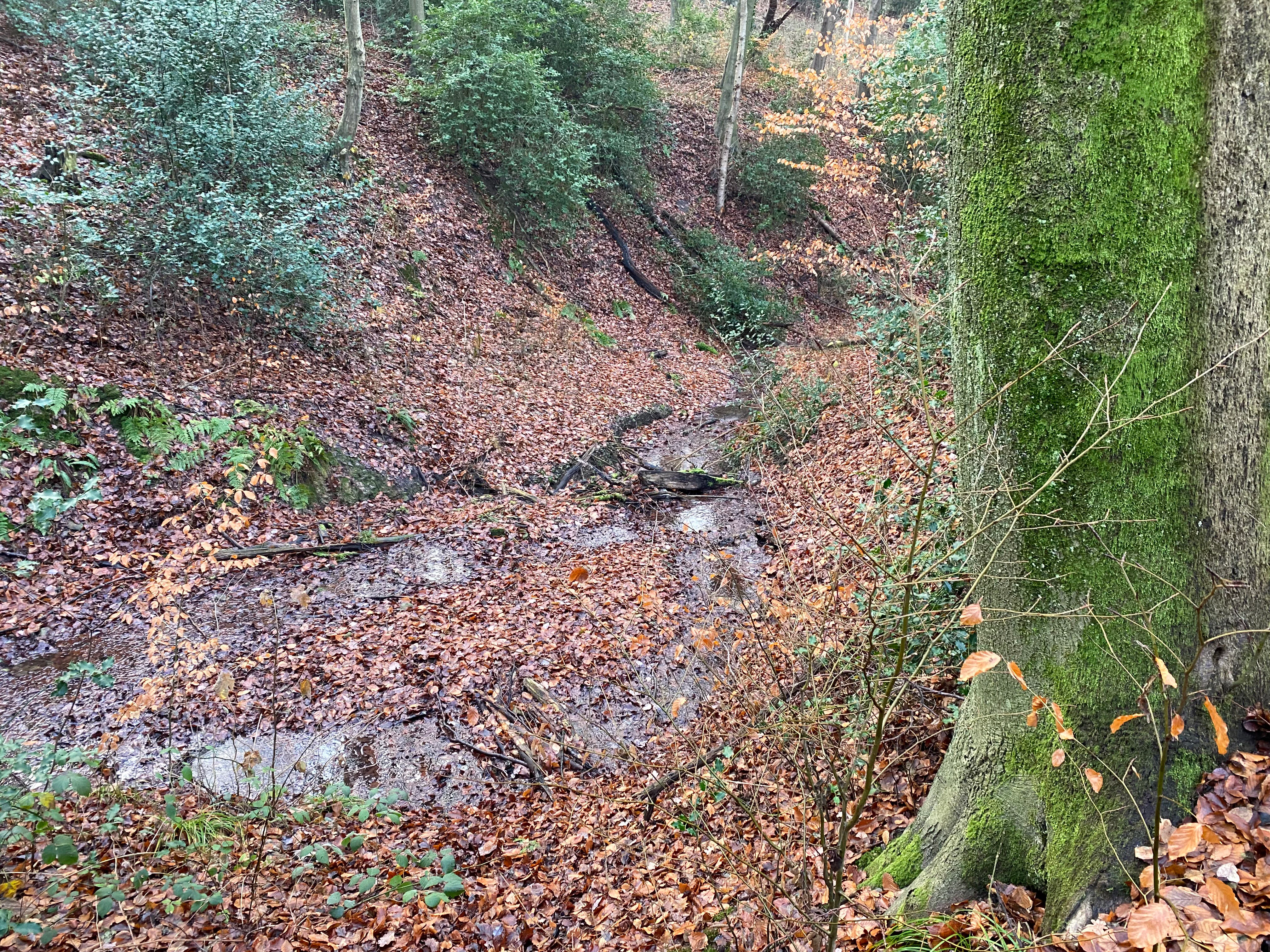 A small woodland stream flows through a forest ravine covered in fallen brown autumn leaves, with a large moss-covered tree trunk in the foreground.