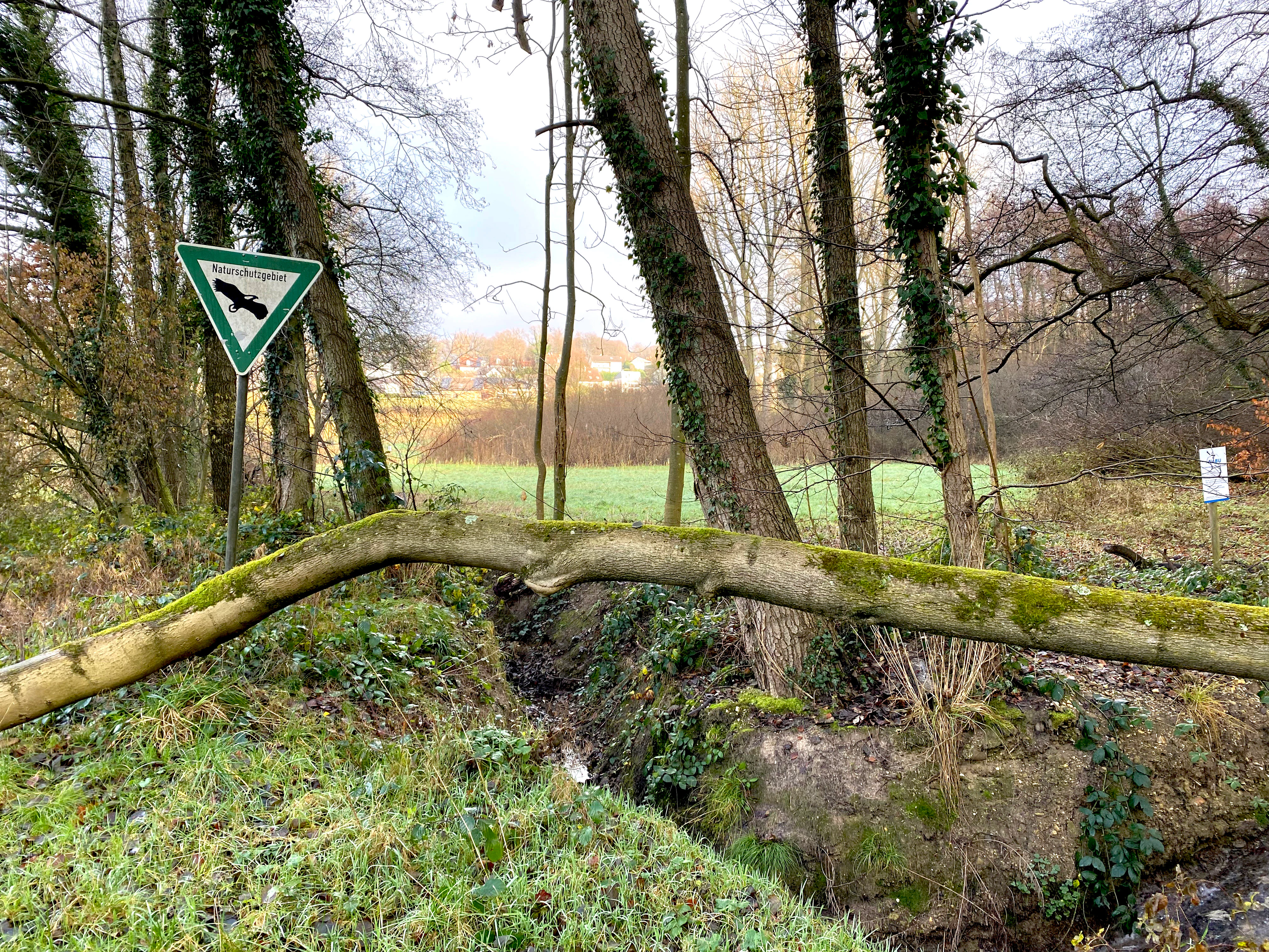 A triangular nature reserve sign with a bird silhouette stands near a mossy fallen log over a small creek in a wooded area.