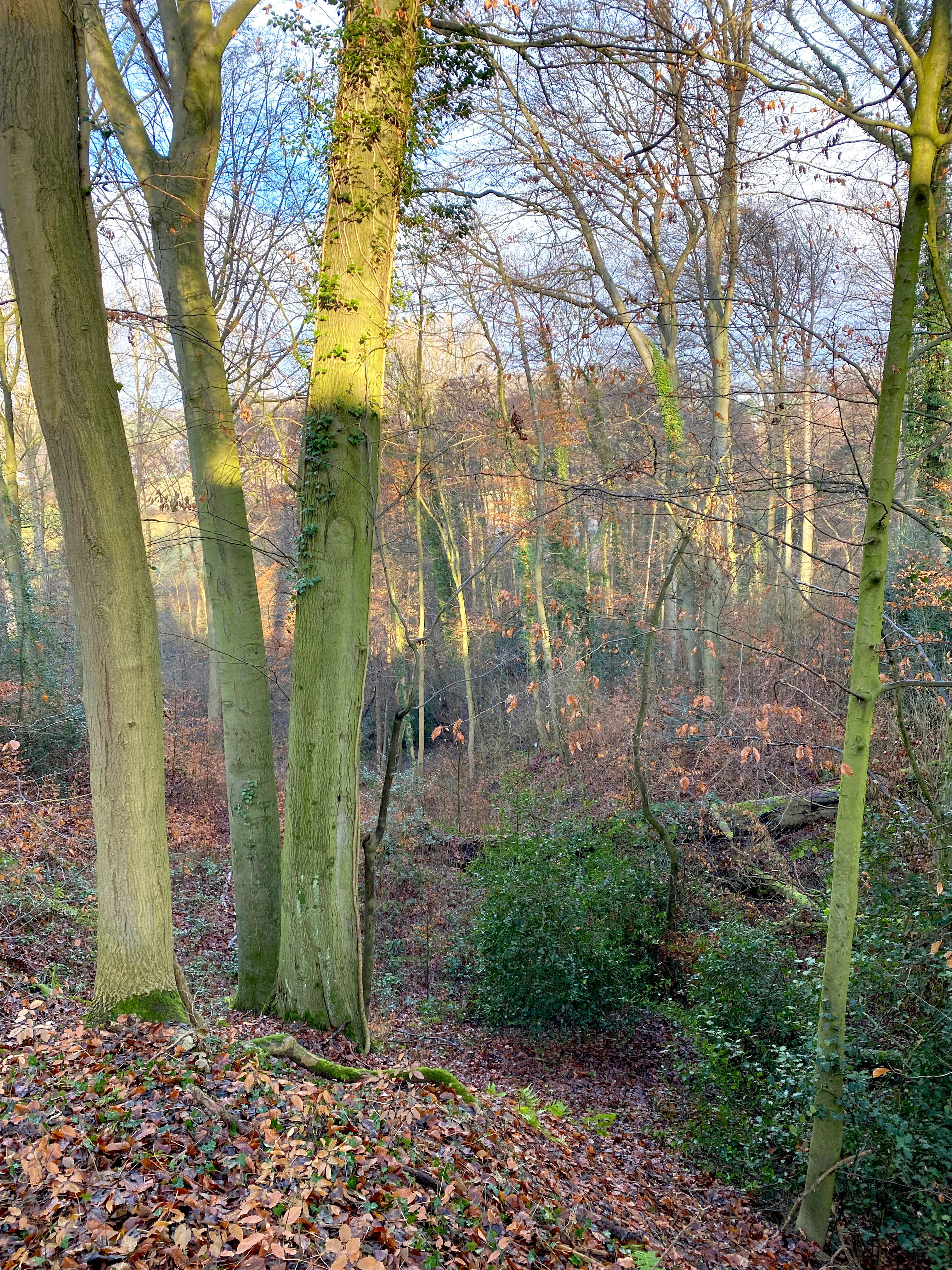 A view looking down a steep, wooded slope with mature beech trees and leaf litter, characteristic of the Wupperhang nature reserve.