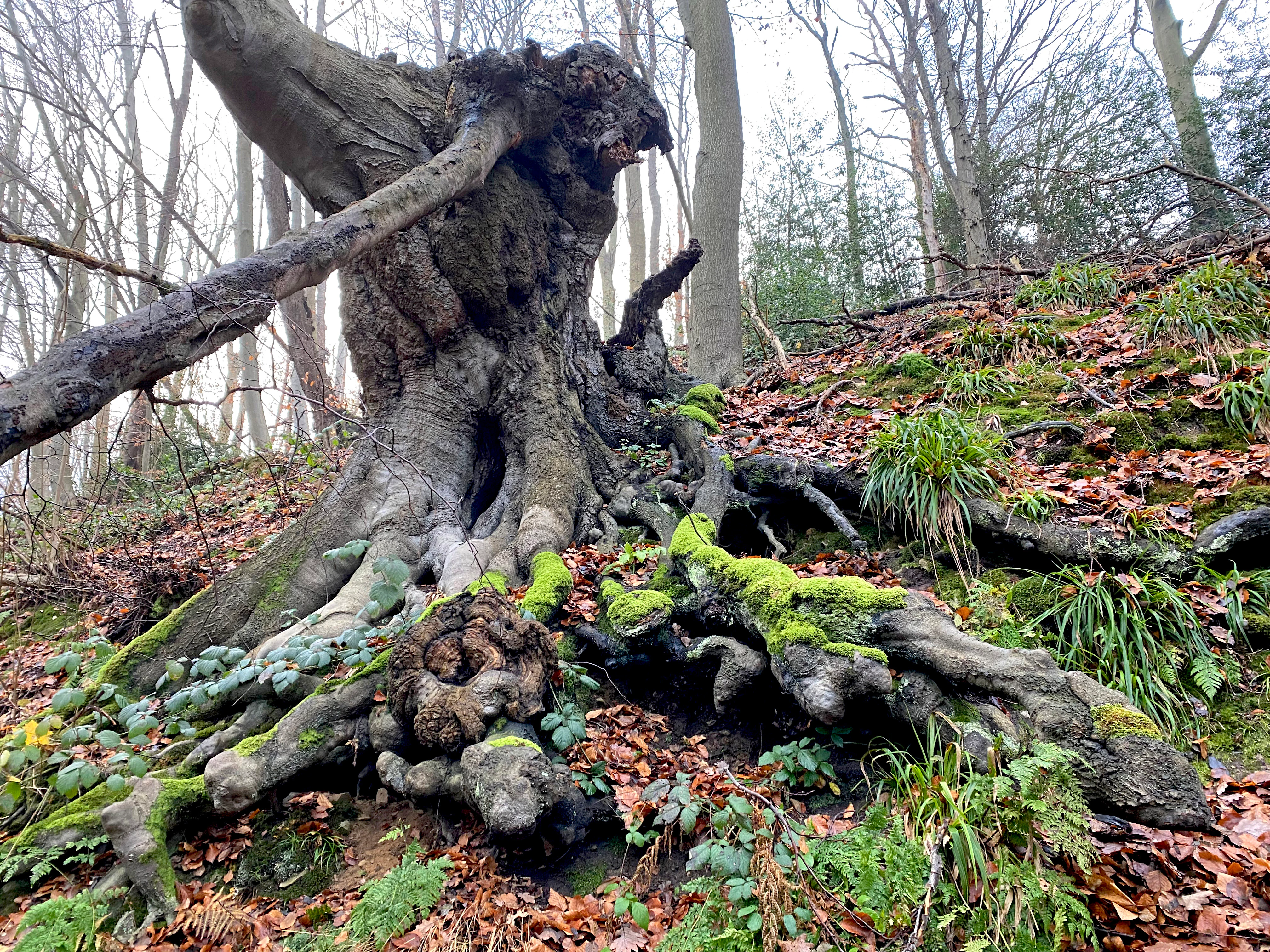 A close up view of an old, knotty beech tree trunk and exposed root system on a forested slope, covered in patches of green moss and fallen leaves.