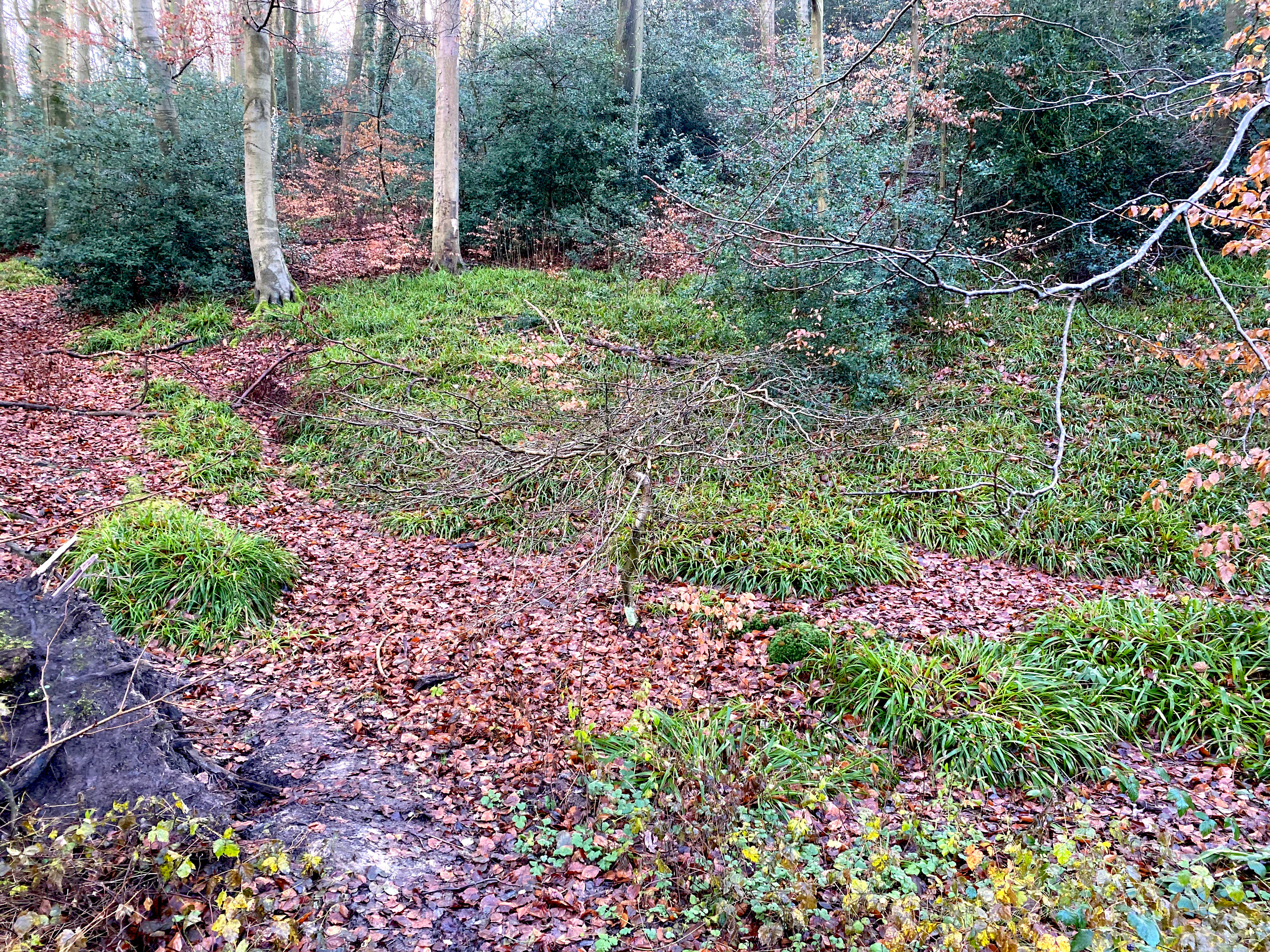 A small, muddy stream bed meanders through a deciduous forest floor covered in brown fallen leaves and patches of bright green sedge or grass, with tree trunks and holly bushes in the background.