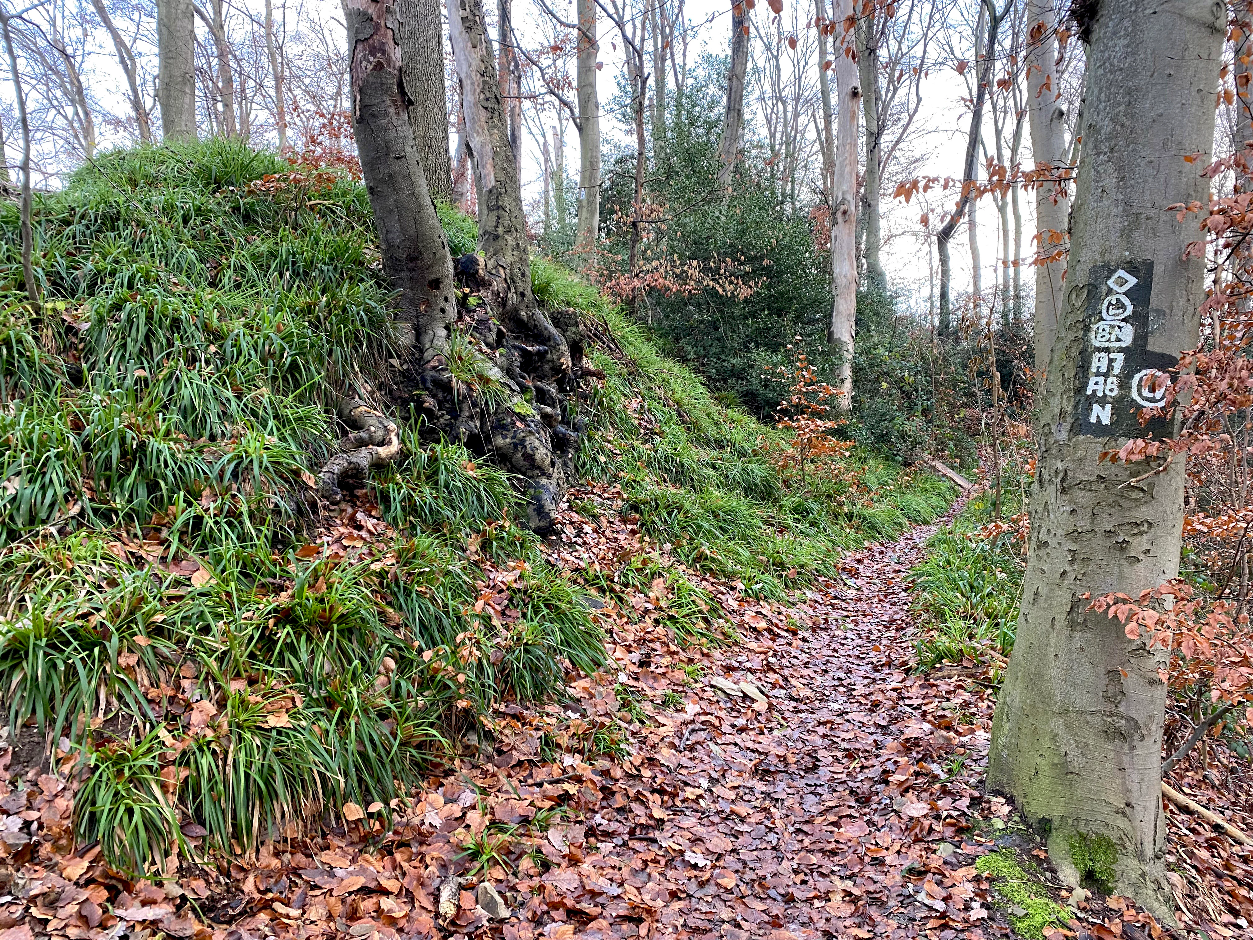 A narrow dirt hiking path covered in autumn leaves winds through a deciduous forest with a steep, green, grassy slope to the left and a tree marked with a trail sign to the right.