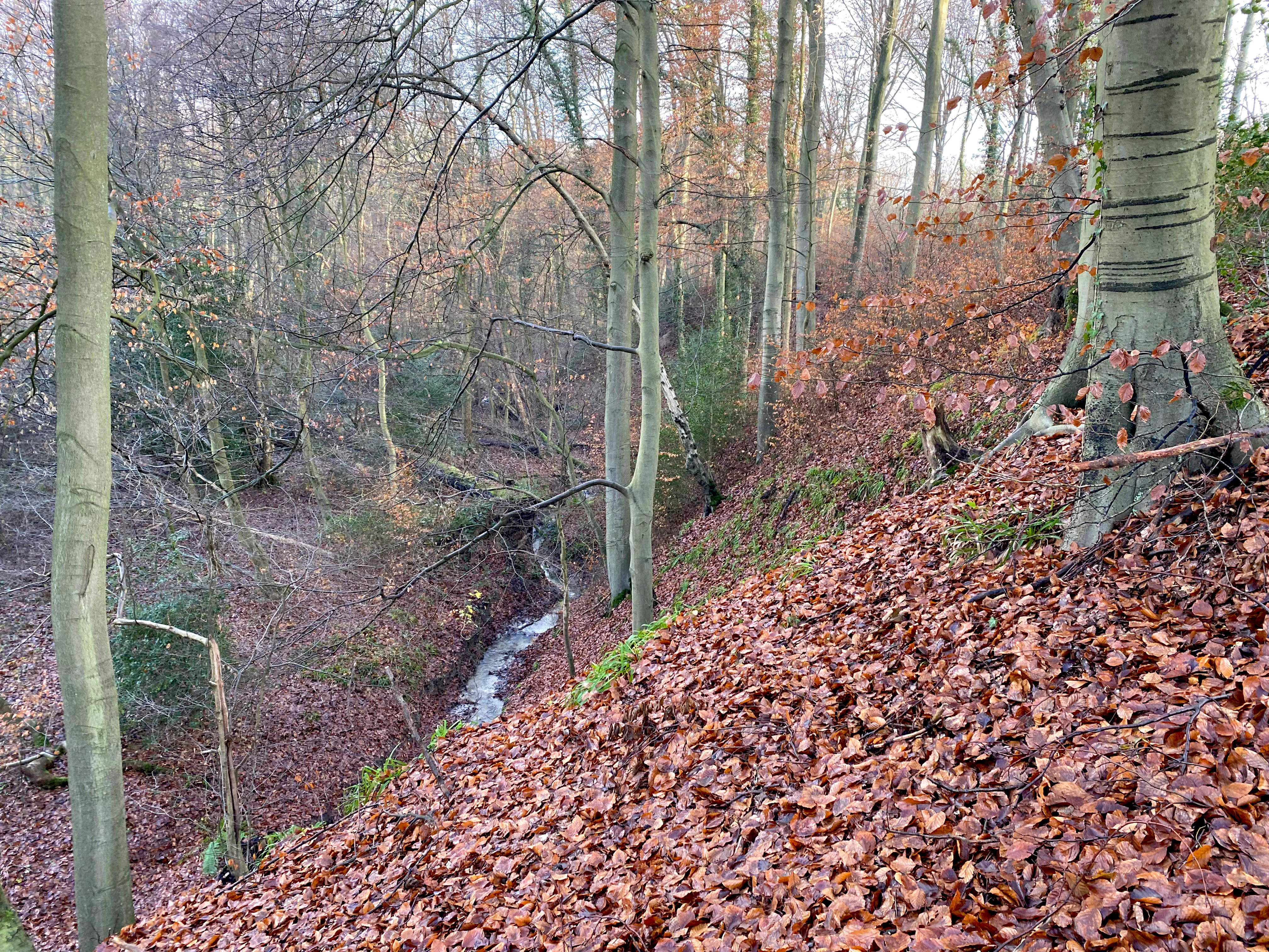 A view of a steep, deciduous forest slope covered in brown fallen autumn leaves, leading down to a small, narrow stream winding through the valley floor, with slender tree trunks in the background.