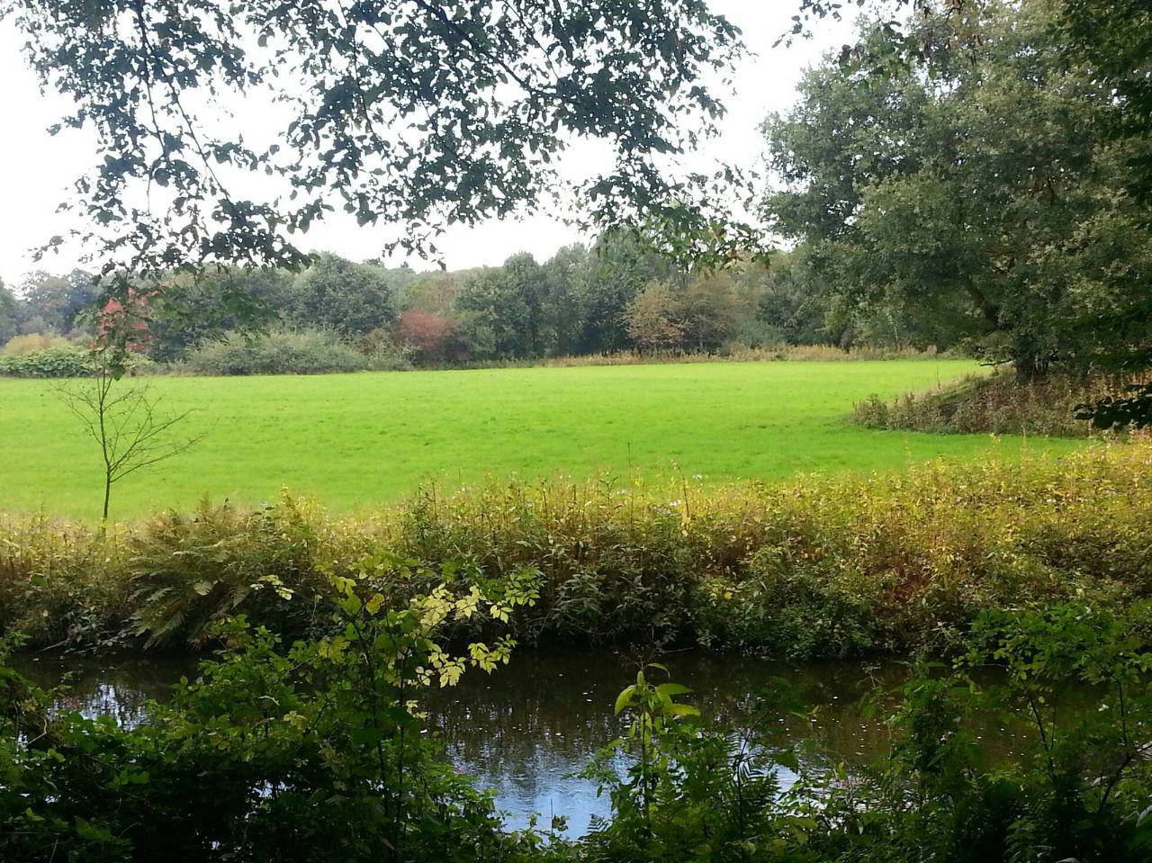 A peaceful landscape view of the Wupperinsel with a calm river in the foreground, a tall grass bank, and a bright green meadow leading to dense trees in the background.