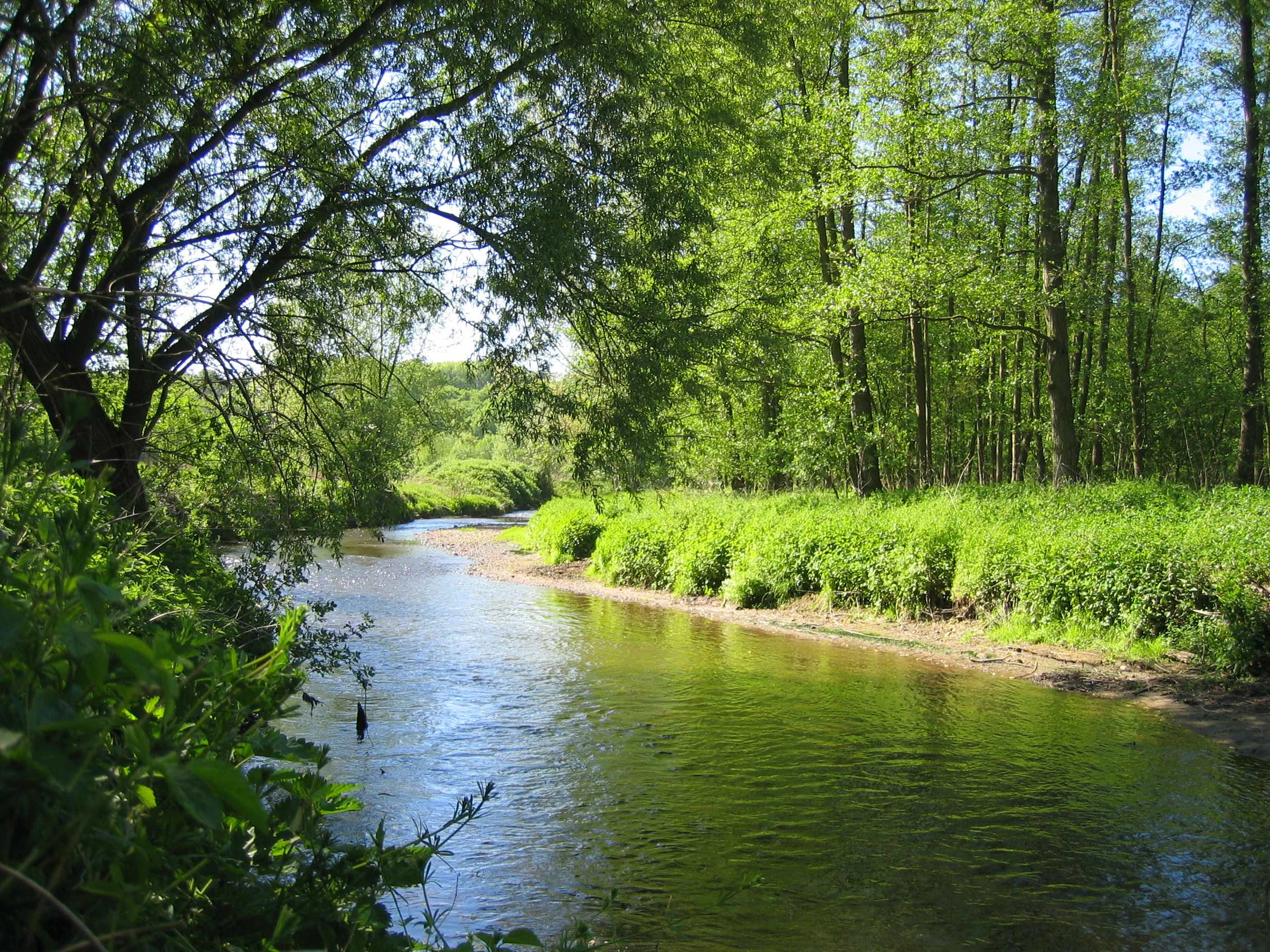 A peaceful river flows through a vibrant green deciduous forest, with overhanging tree branches along the banks.