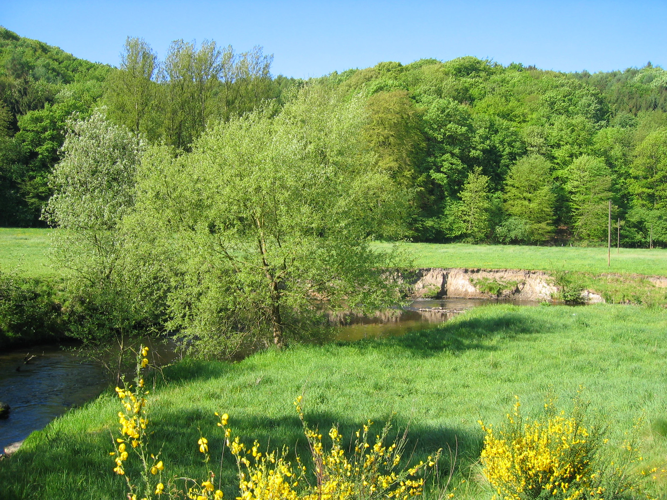 A peaceful winding river flows through a vibrant green meadow and forest in the Wurmtal valley with yellow flowers in the foreground.