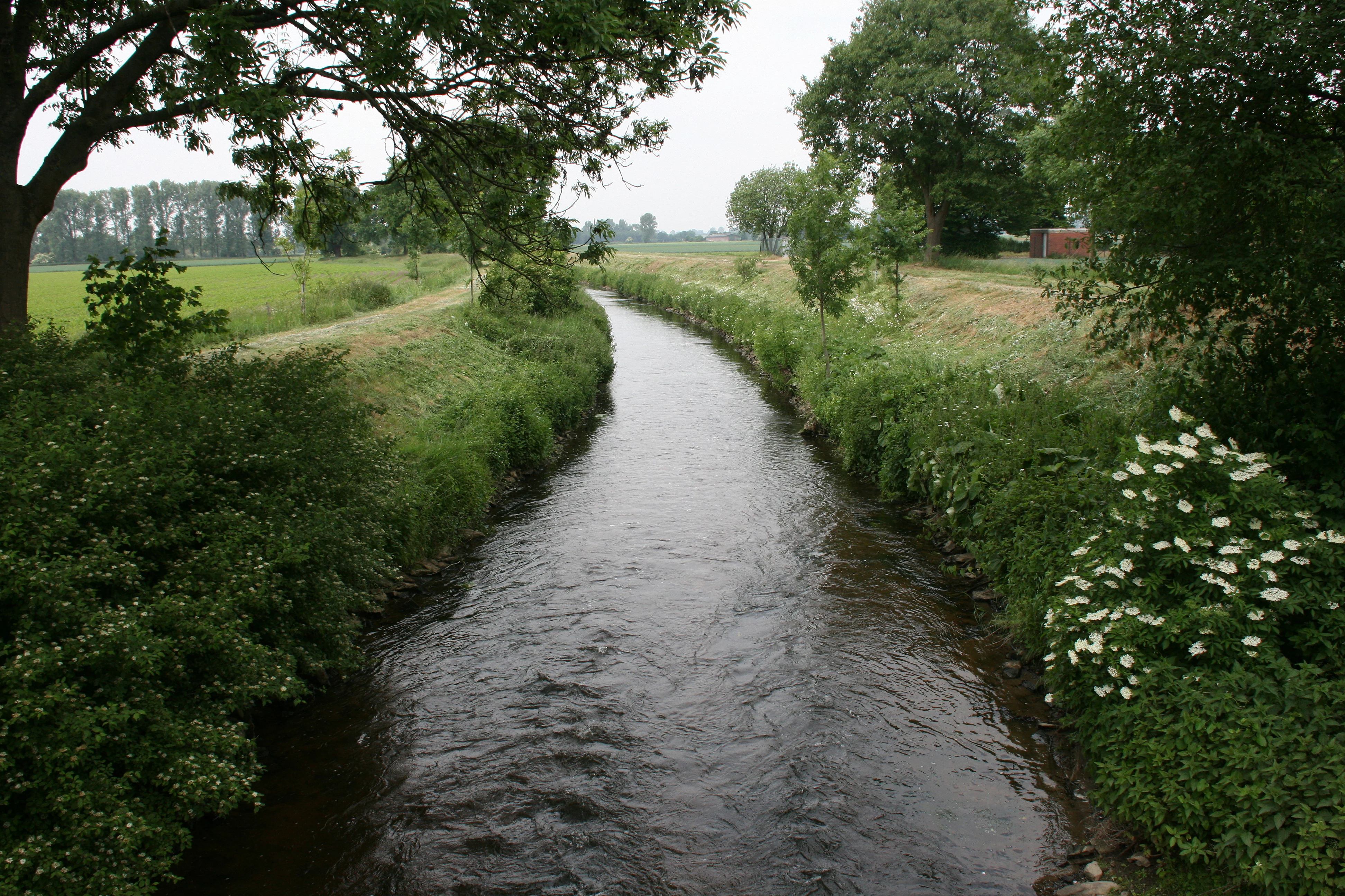 A view of the Wurm river flowing through a lush green landscape with grass banks, trees, and small white flowering shrubs.