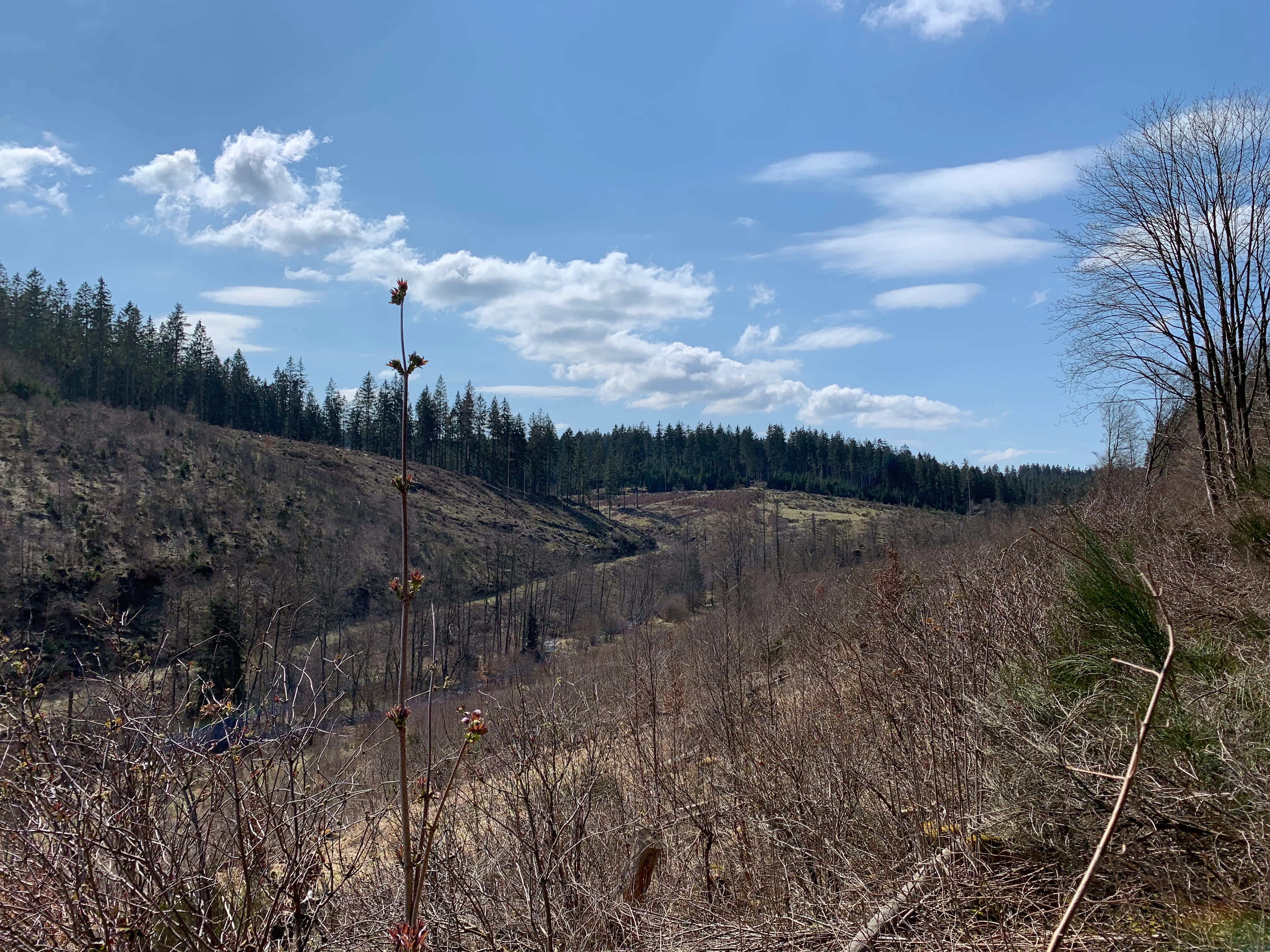 A wide, outdoor shot of the Wüstebachtal valley, showing rolling hills, brown brush, and sparse young trees under a blue sky with light clouds.