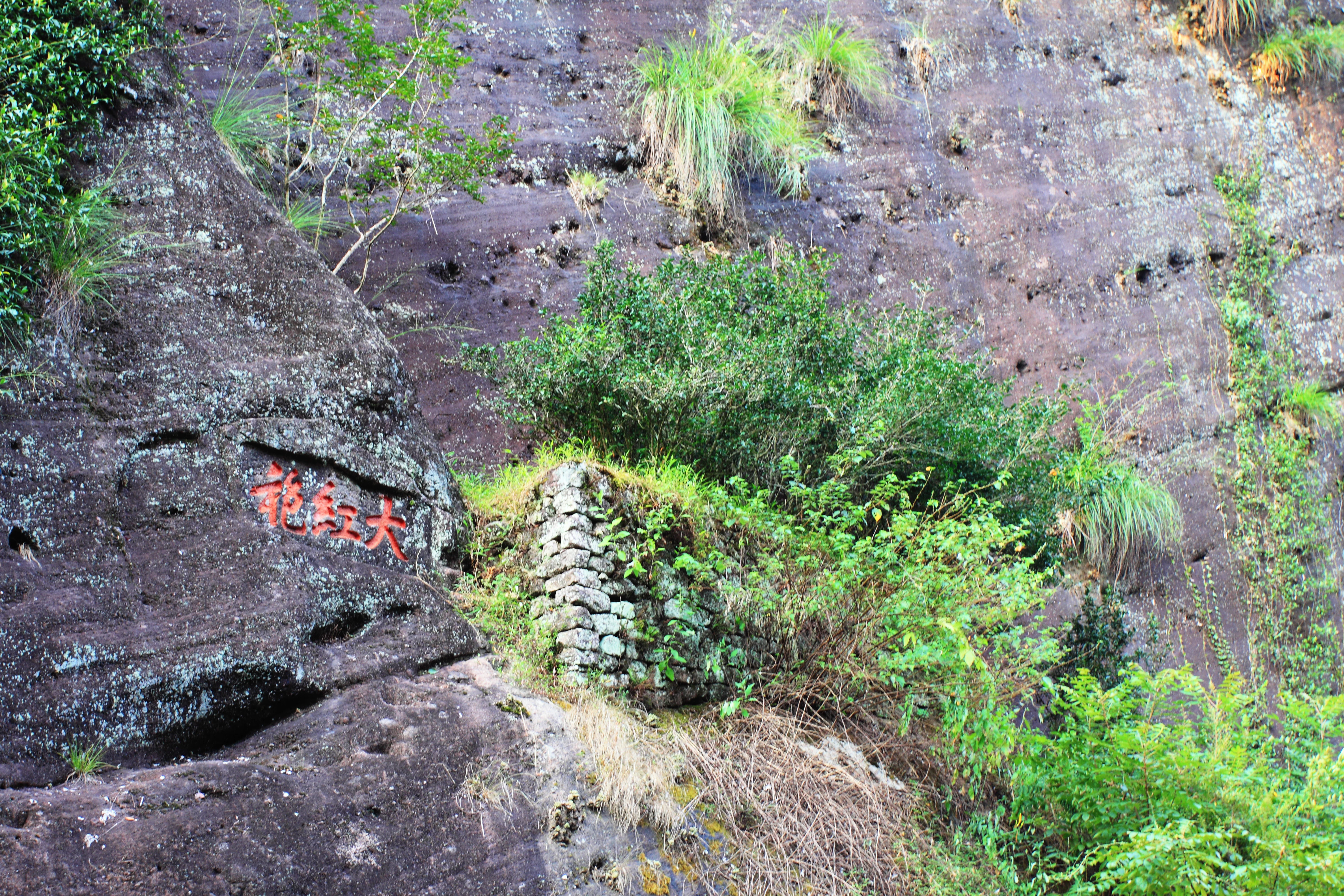 A close-up view of the legendary Da Hong Pao tea bushes growing on a steep, dark, textured cliff face, featuring a small stone terrace and red Chinese calligraphy carved into the rock.