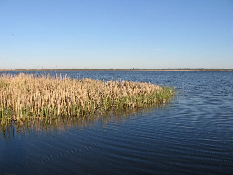 A wide, calm lake with a dense patch of tall brown reeds in the foreground and a distant, flat shoreline under a clear blue sky.