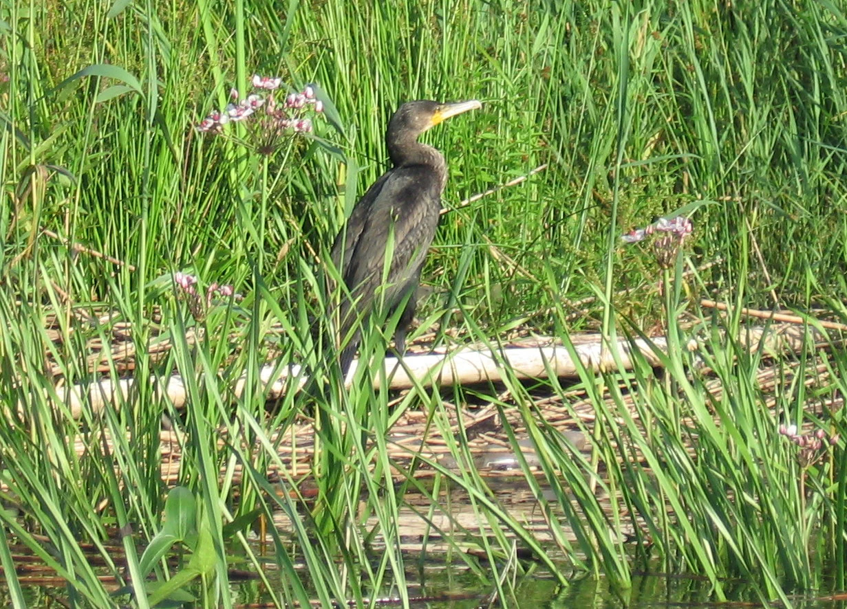 A young, dark-feathered great cormorant standing among lush green riverside vegetation and flowering plants.
