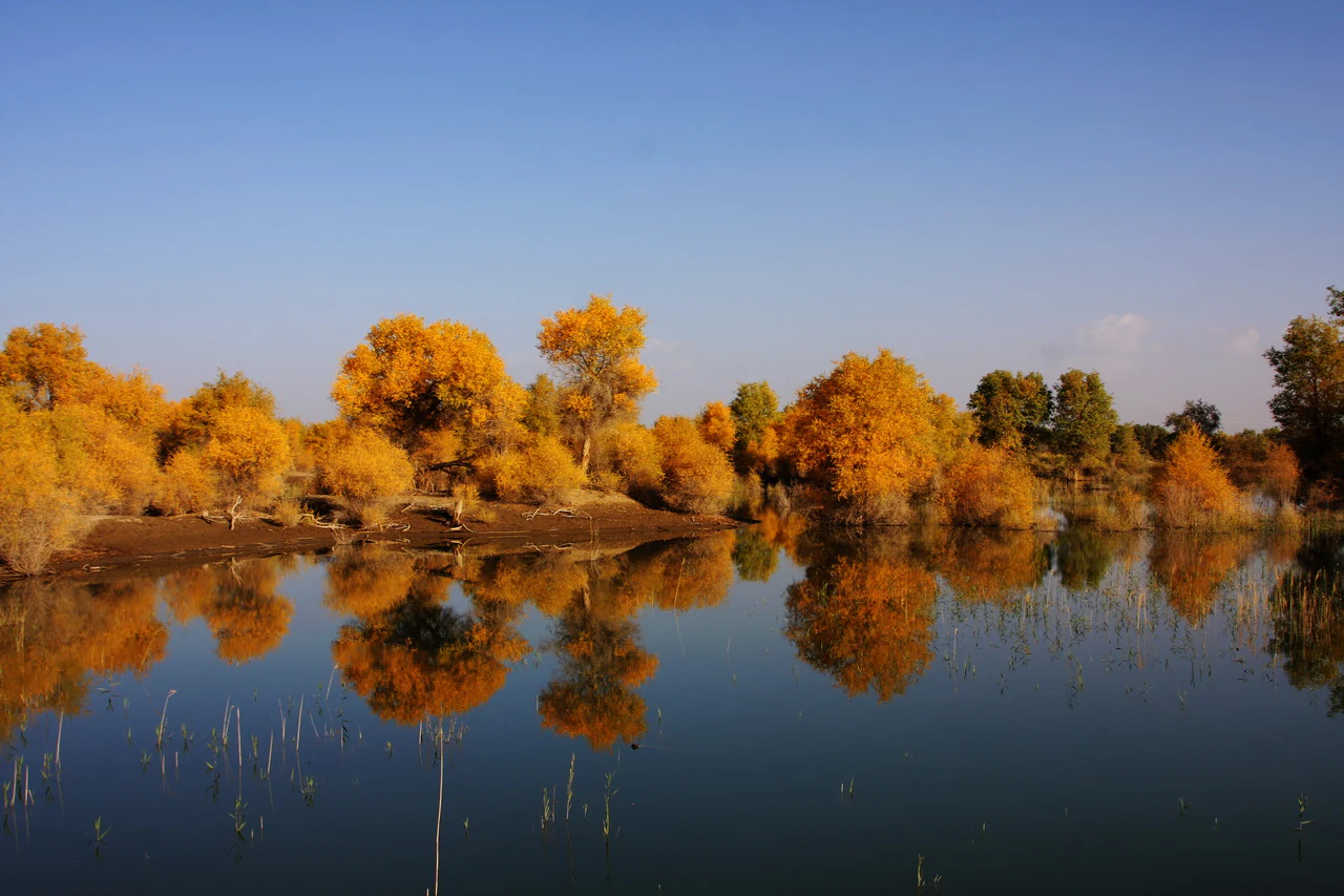 A calm body of water in the foreground reflects a row of golden-leaved desert poplar trees under a clear blue sky.