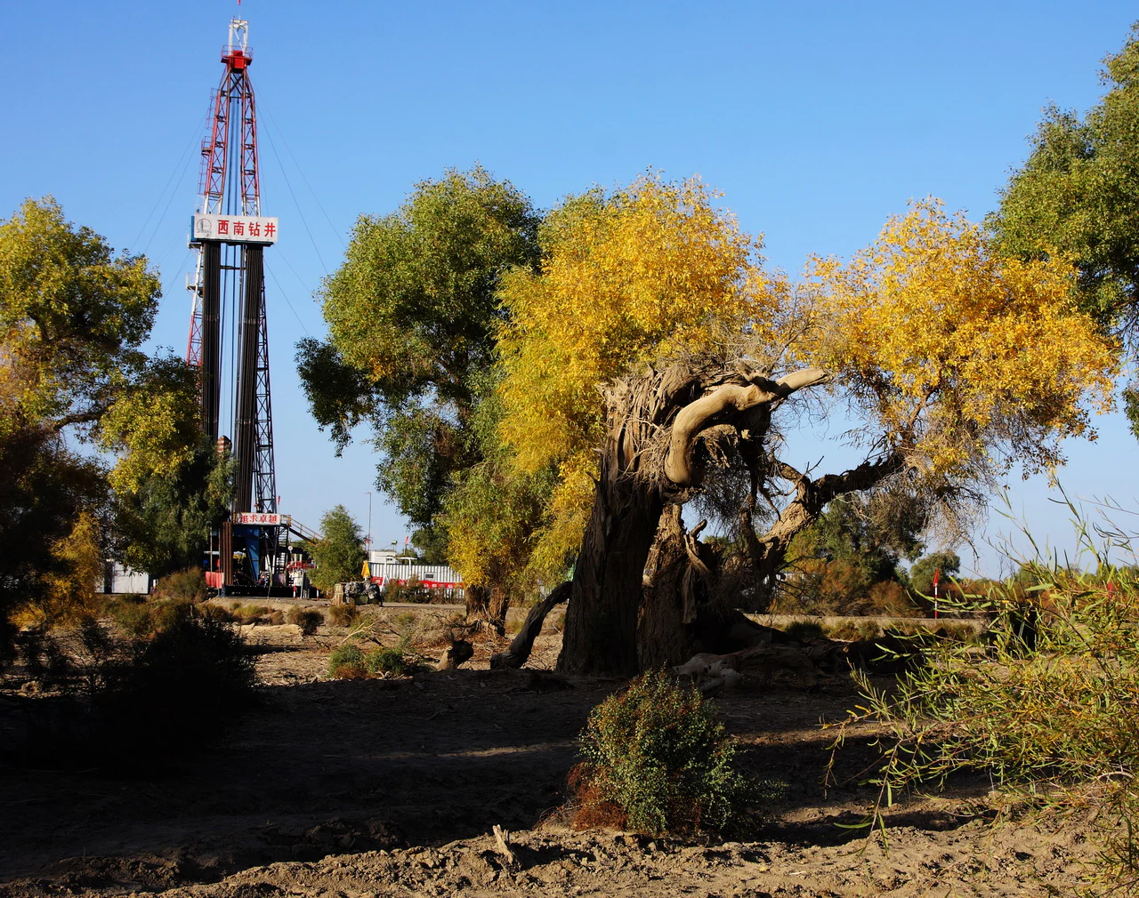A large oil drilling rig stands in the background behind several yellowing Populus euphratica trees in a desert environment.
