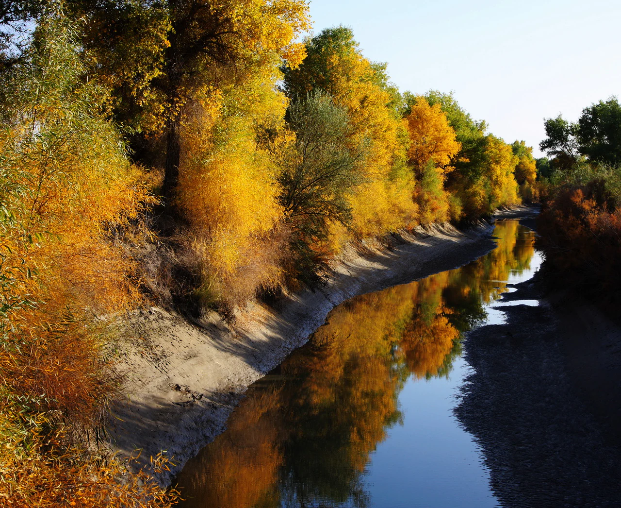 A calm, narrow river winds through a dense forest of golden-yellow Populus euphratica trees in autumn, with reflections visible in the water.