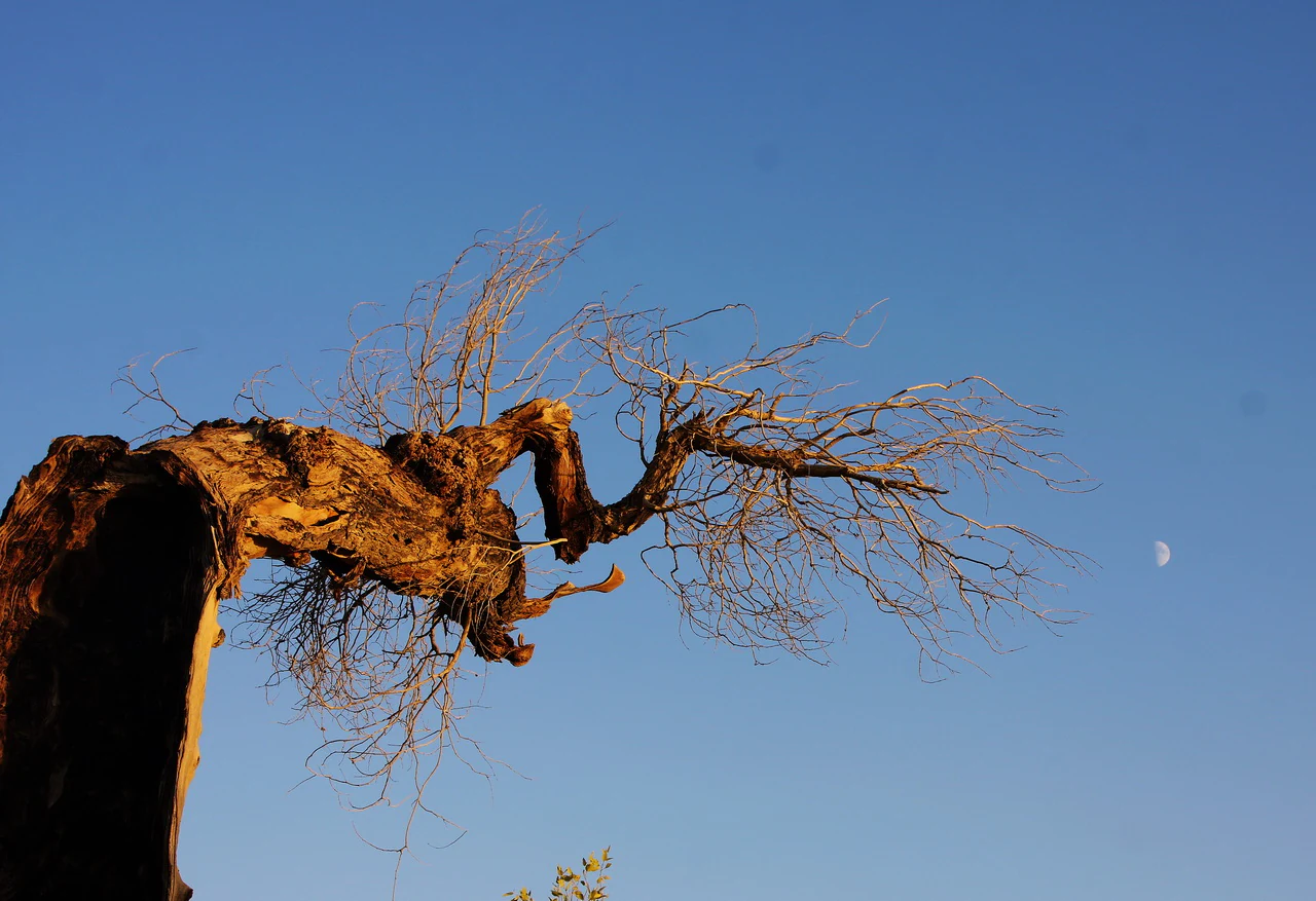 A gnarled, weathered tree branch, showing signs of drought or age, extends across a clear blue sky, with a small crescent moon visible in the distance.