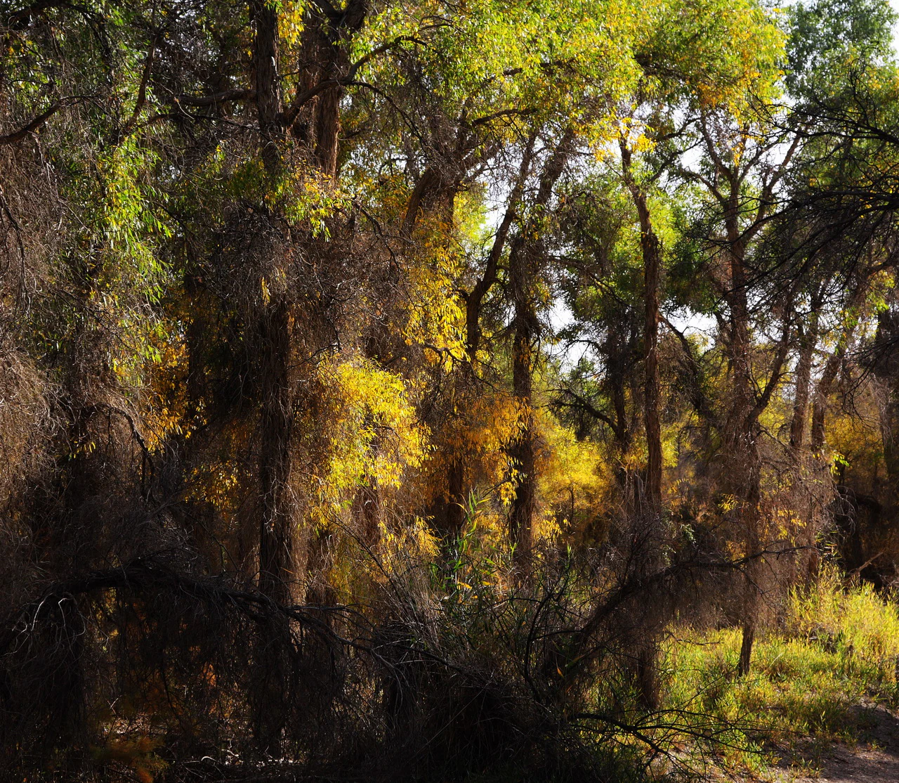 A close view of a dense forest of poplar trees with yellow and green leaves, showing intricate branch structures and sun-dappled foliage.