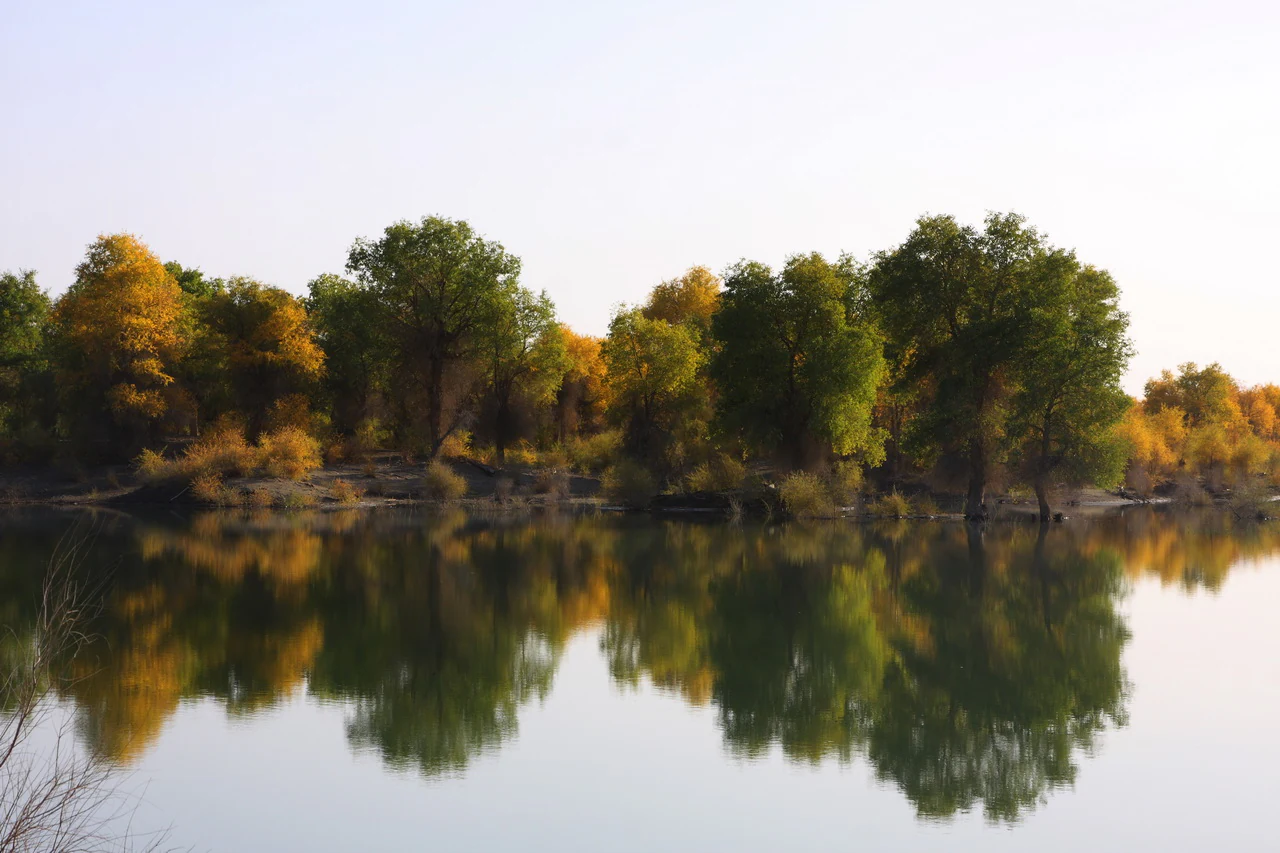 A calm river reflects a row of autumn-colored Populus euphratica trees under a soft sky.