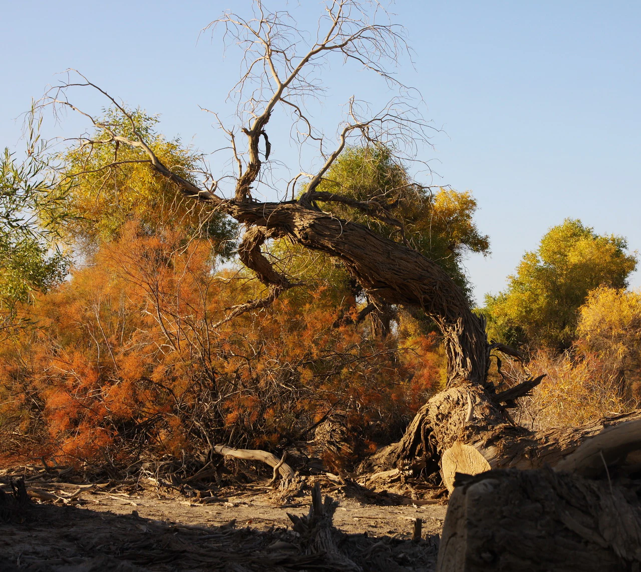 A gnarled and partially bare Populus euphratica tree with golden autumn leaves set against a dense, colorful forest backdrop in a dry desert environment.