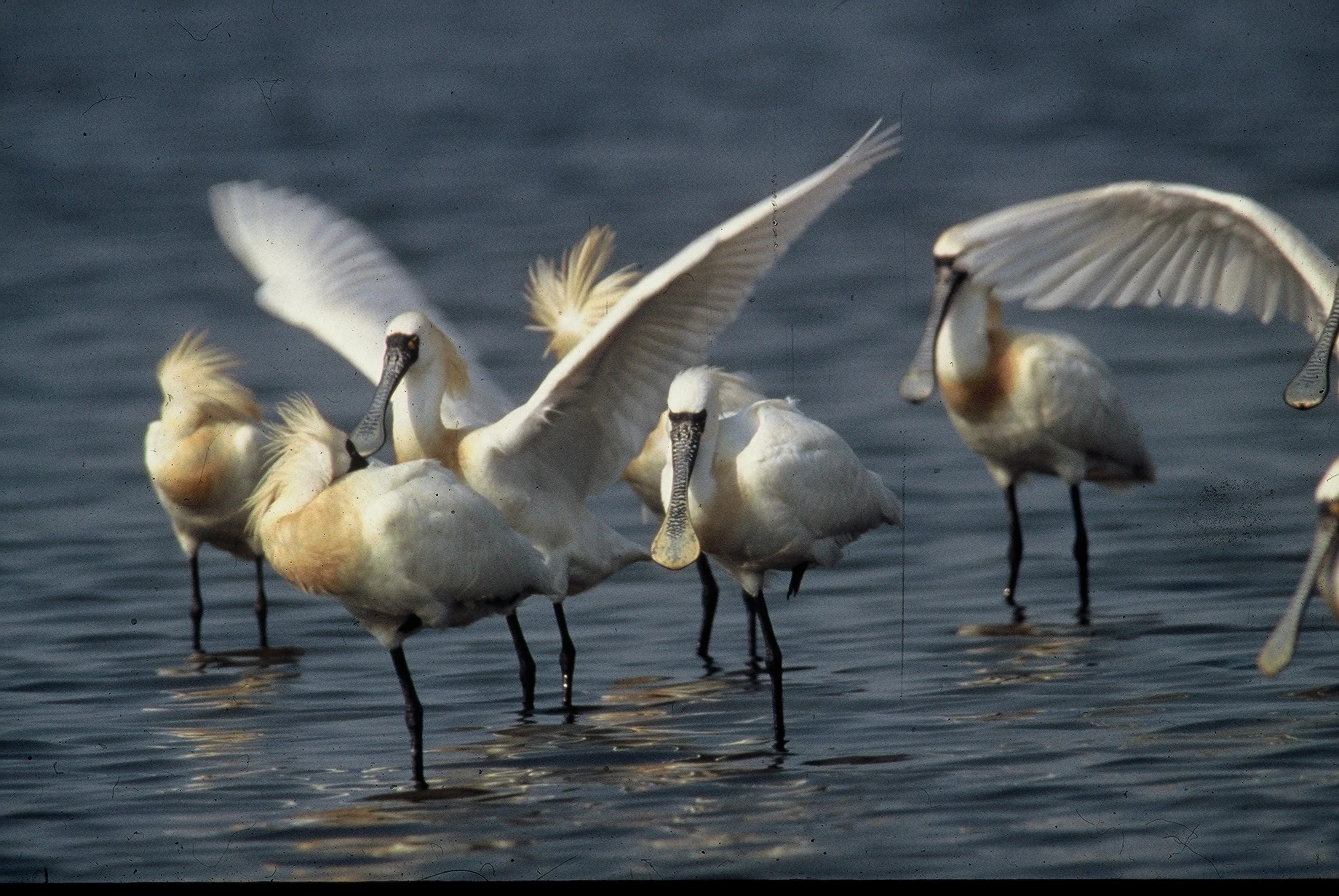 Several black-faced spoonbills wading in shallow water with wings extended, showing their distinctive long flat bills and white plumage