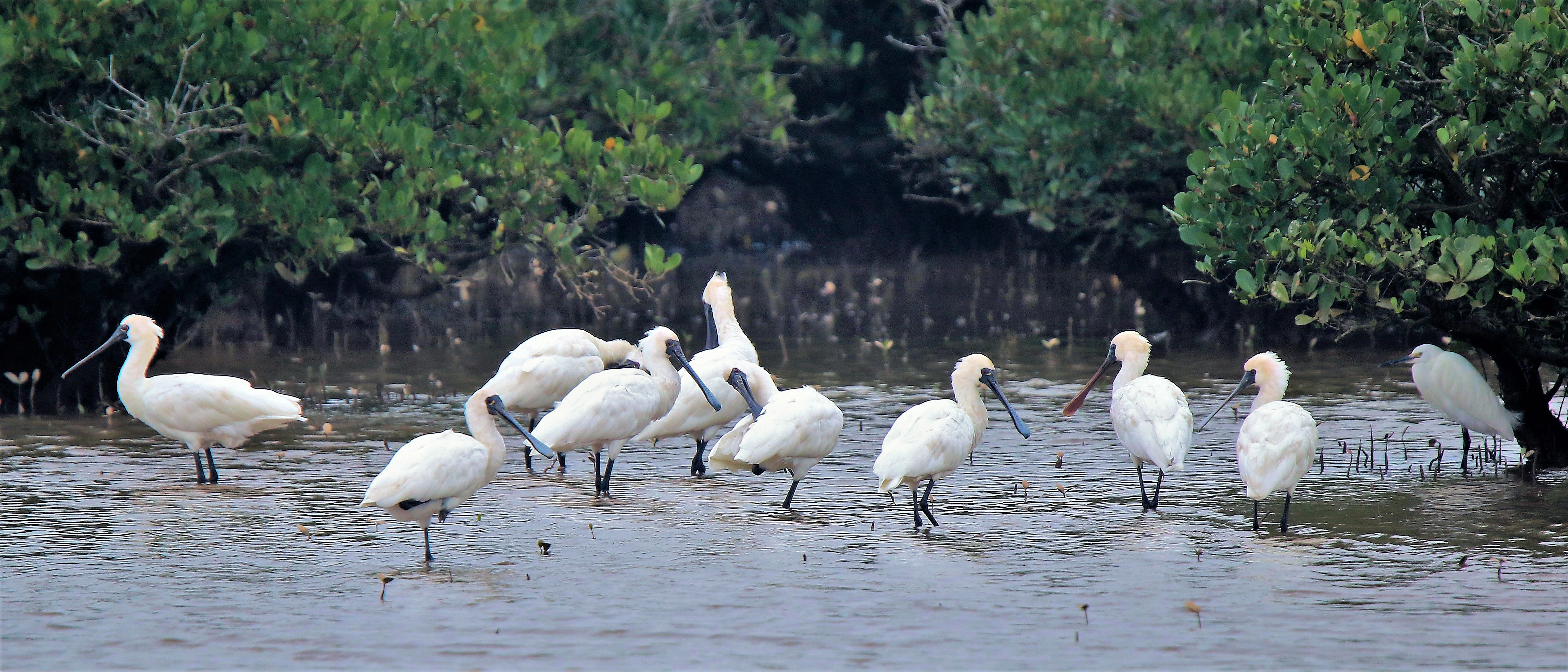 Several white birds with long spatulate bills standing in shallow water among mangrove vegetation