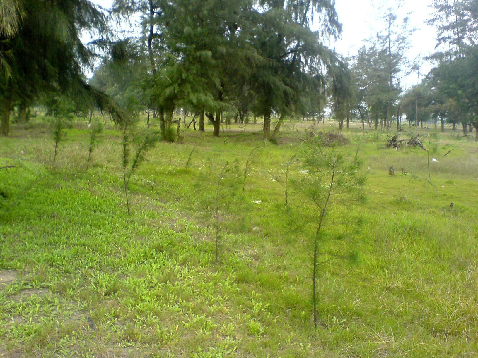 Grassy field with scattered small trees and larger trees in the background under a cloudy sky