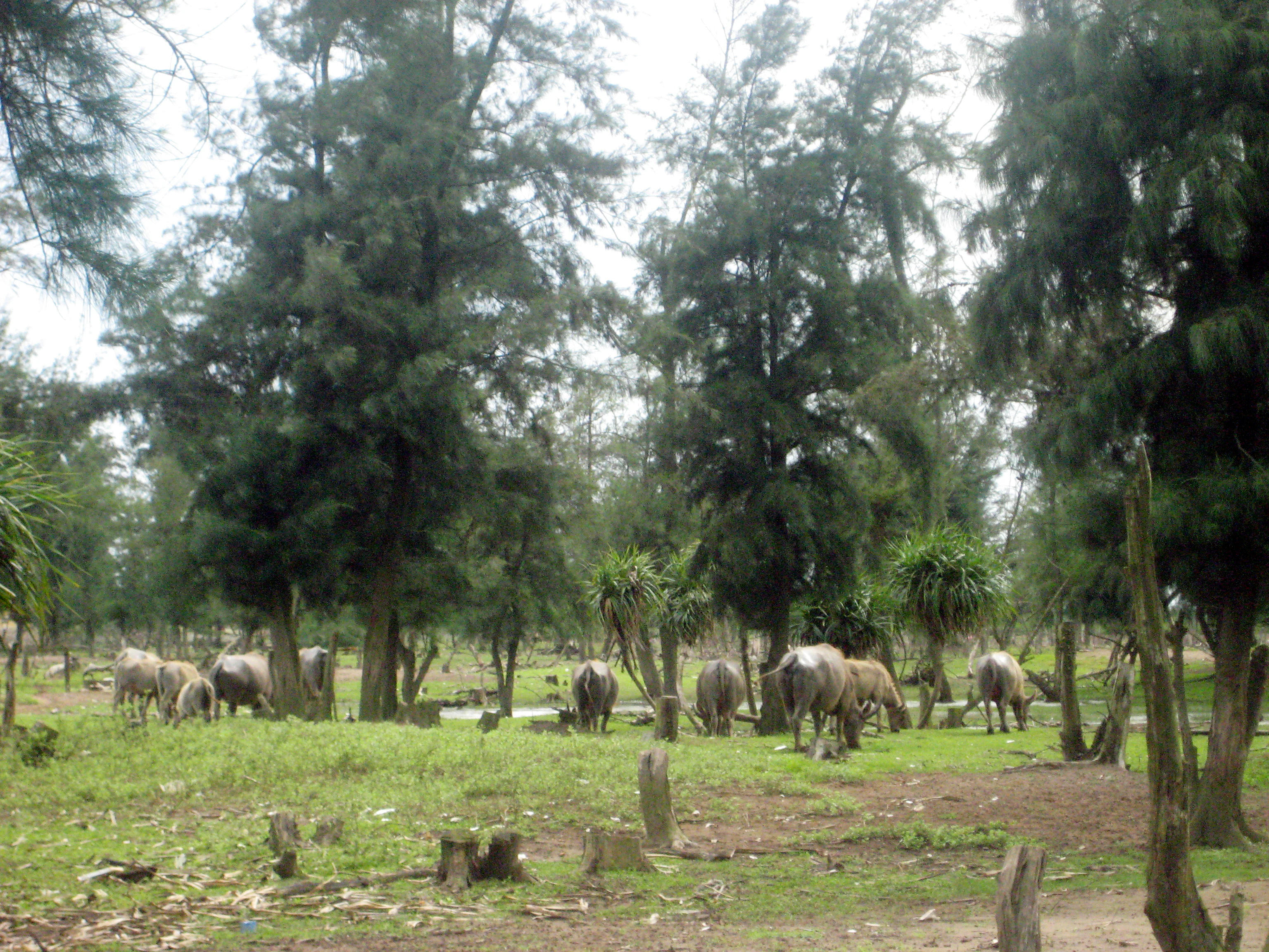 Water buffaloes grazing in a grassy field with scattered trees and muddy patches