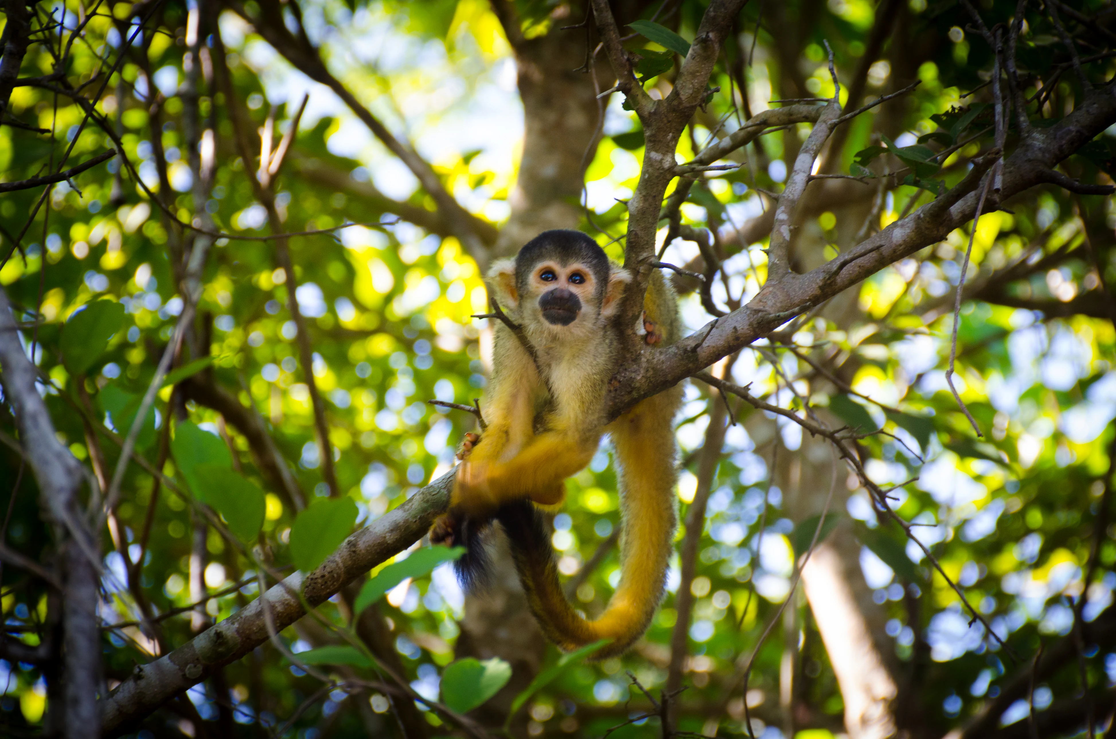A squirrel monkey with yellow fur and a black face sitting on a tree branch surrounded by green leaves.
