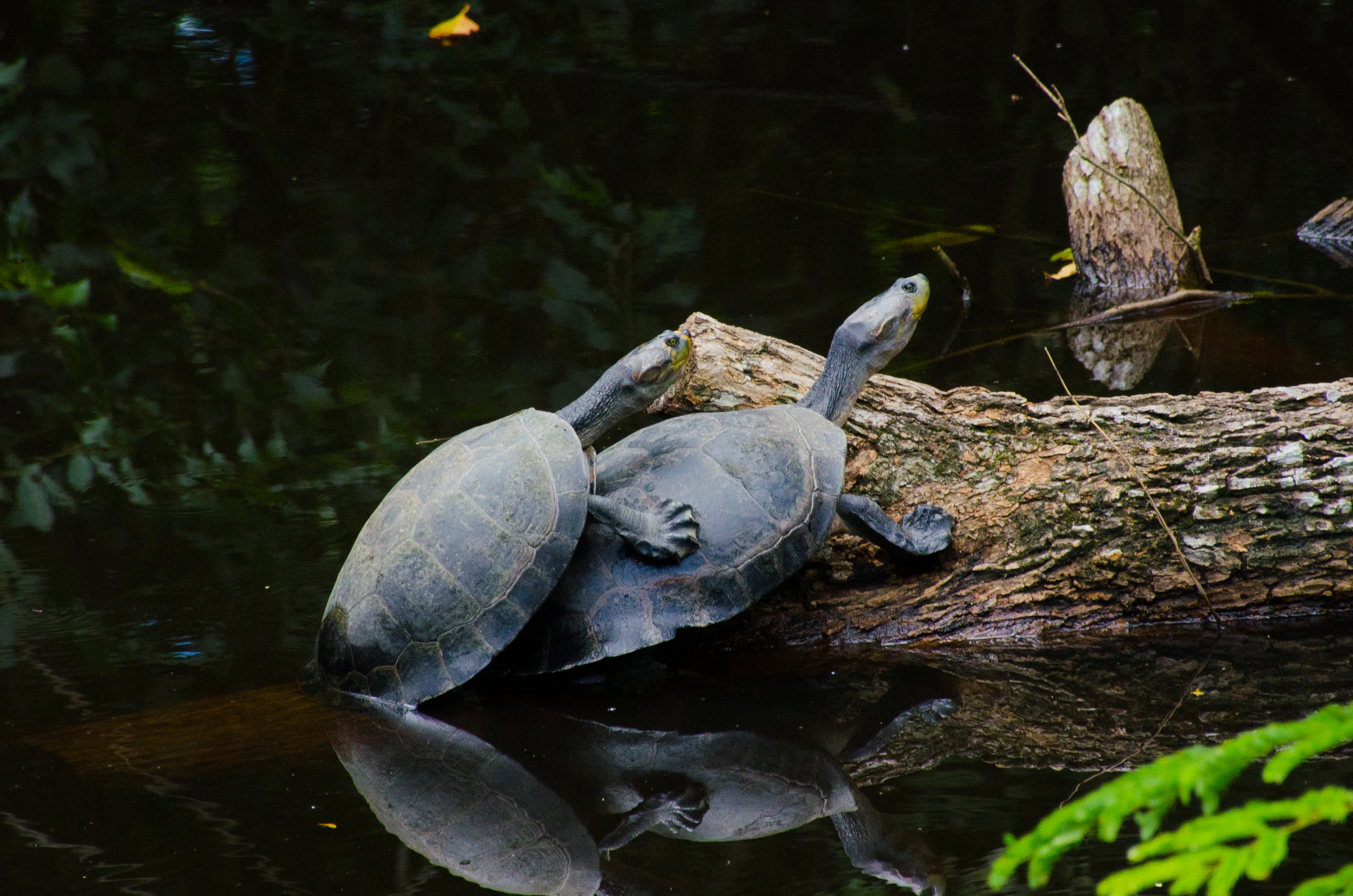 Two dark-shelled turtles mating on a fallen log partially submerged in dark water, with their reflections visible below.