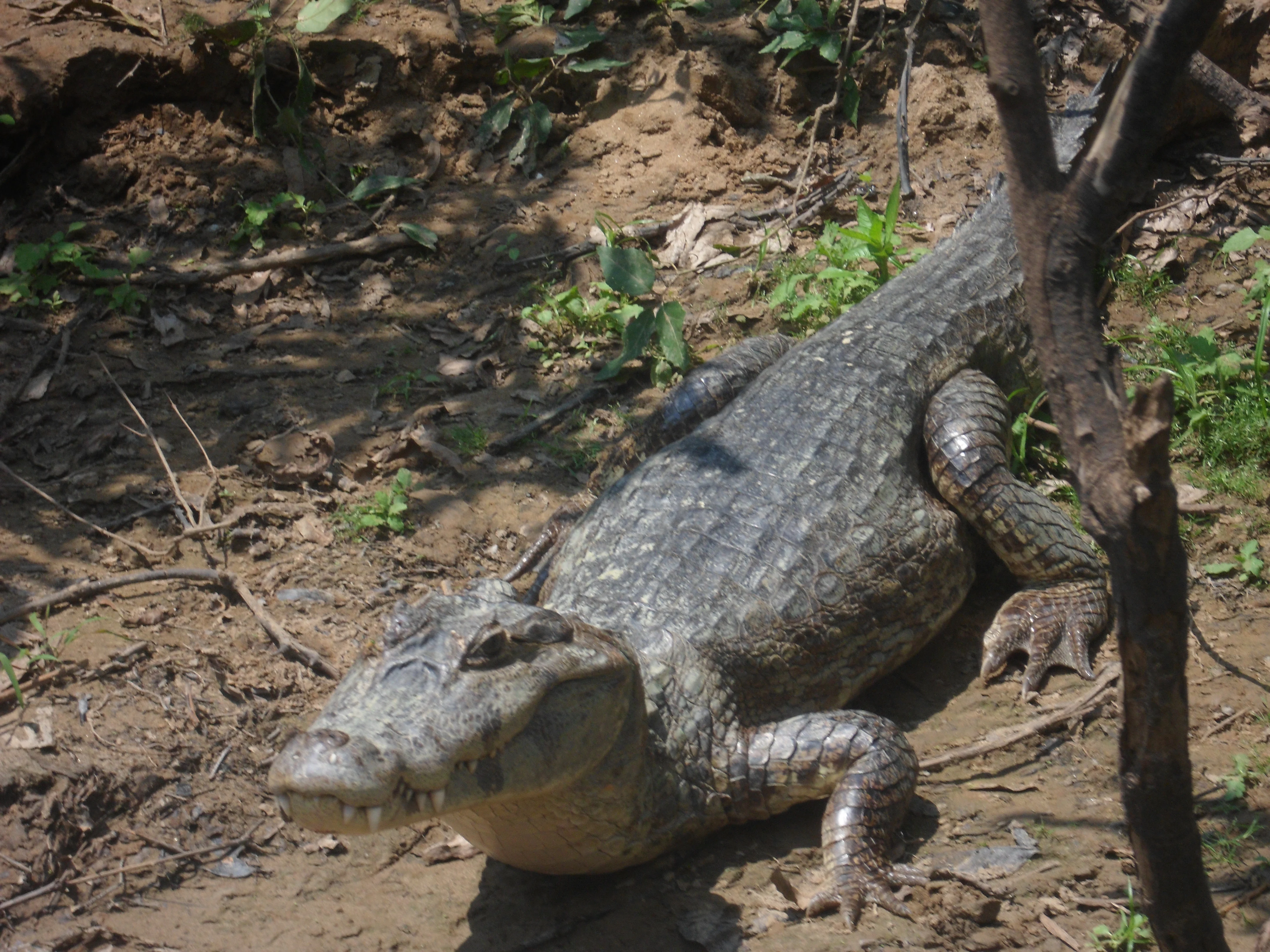 A large caiman lying on muddy ground with sparse green vegetation and a tree trunk visible nearby.