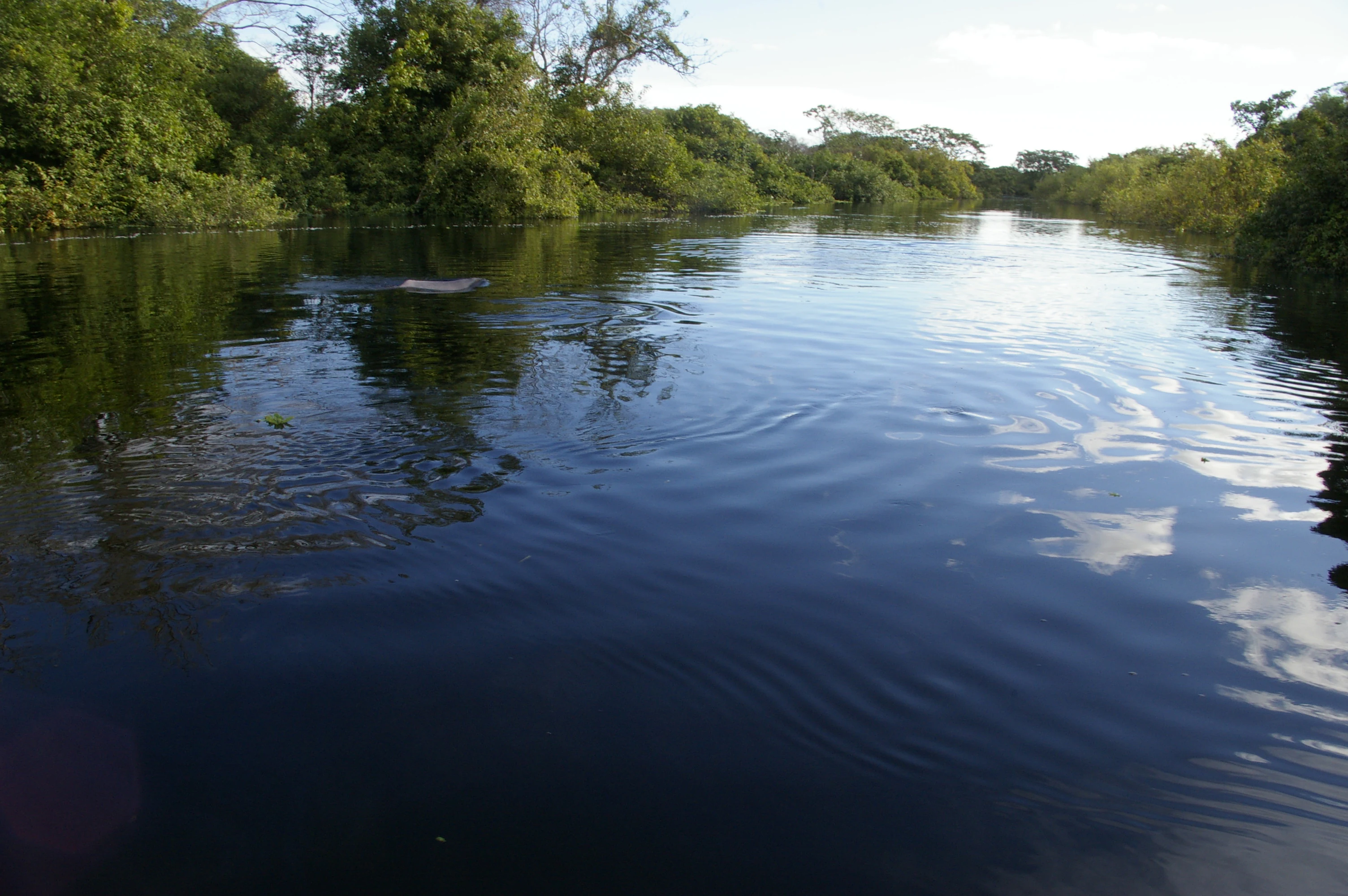 A wide river with dark water reflecting the sky and clouds, bordered by dense green trees and vegetation on both banks.