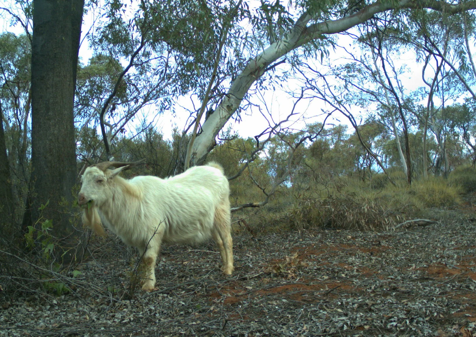 A white goat with long horns standing in a sparse, dry woodland with eucalyptus trees and leaf litter on the ground.