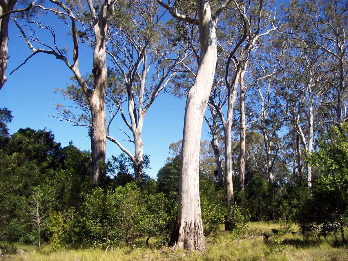 A low-angle view of tall, smooth-barked Eucalyptus trees reaching toward a clear blue sky, with a dense understory of green shrubs and grasses below.