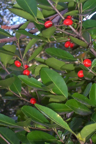 A close-up view of the leaves and bright red berries of an Elaeodendron australe plant.