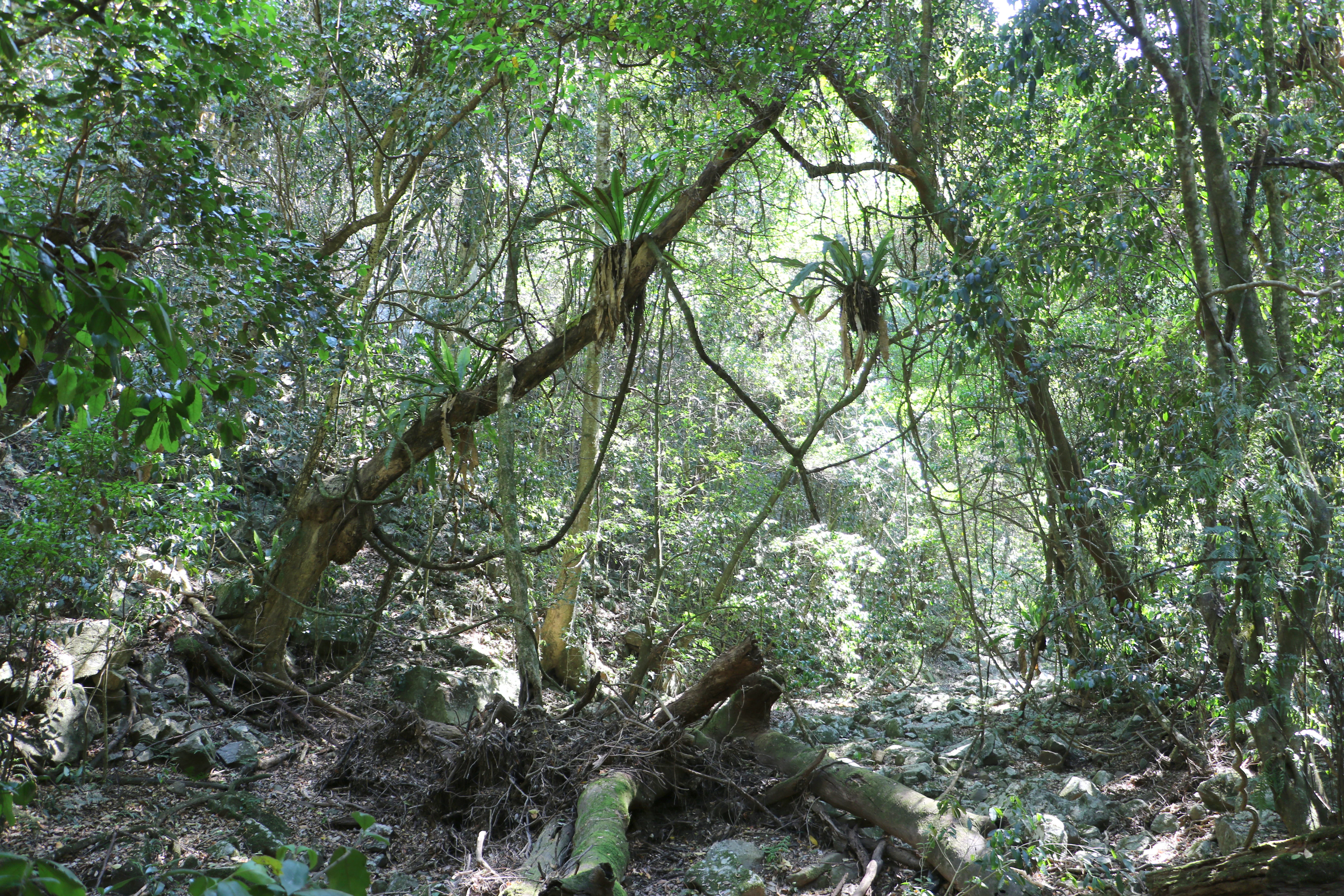 A dense subtropical rainforest scene with sunlight filtering through the canopy, featuring large bird's nest ferns attached to slanted tree trunks and fallen logs on the forest floor.