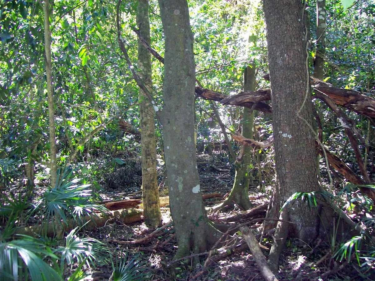 A dense subtropical rainforest interior with tall tree trunks, including one with a visible buttressed base on the right, under a thick green canopy.