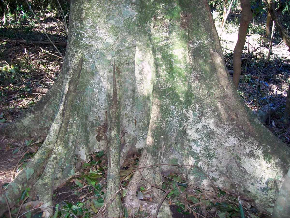 A close up view of the base of a large tree showing prominent, greyish buttress roots growing from the forest floor.