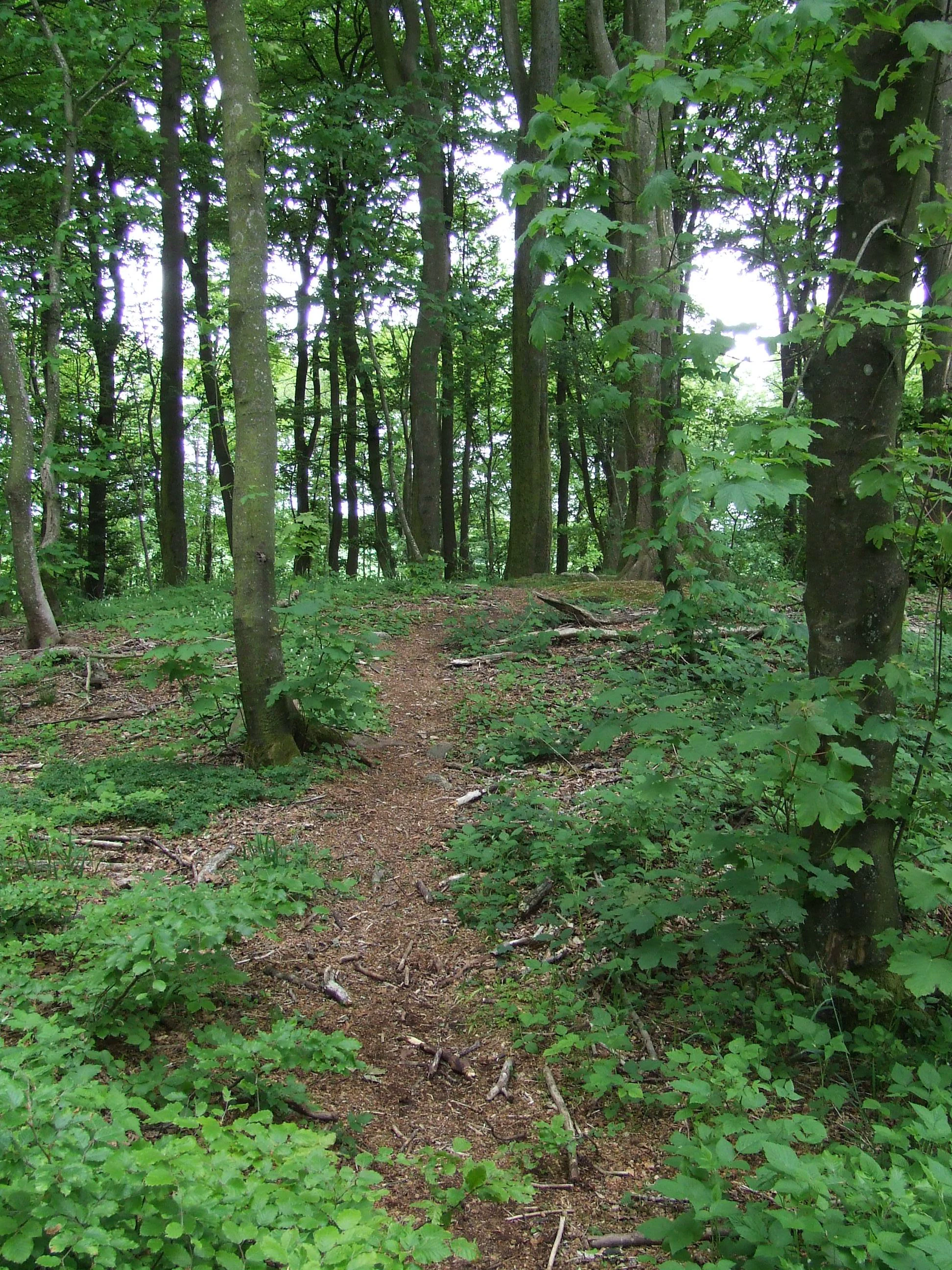 A narrow, worn dirt trail winds through a lush, dense green deciduous forest, leading up a slight incline which is identified as a Bronze Age burial mound.