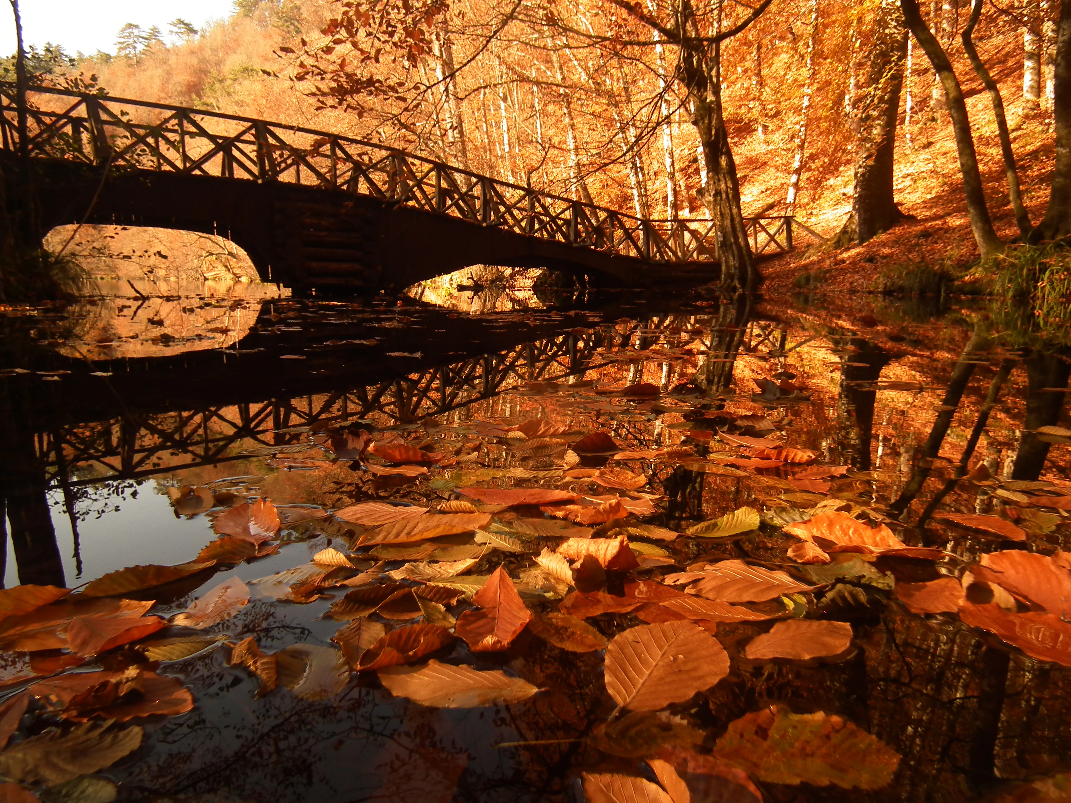 Wooden bridge over a lake with fallen leaves floating on water and autumn trees reflected