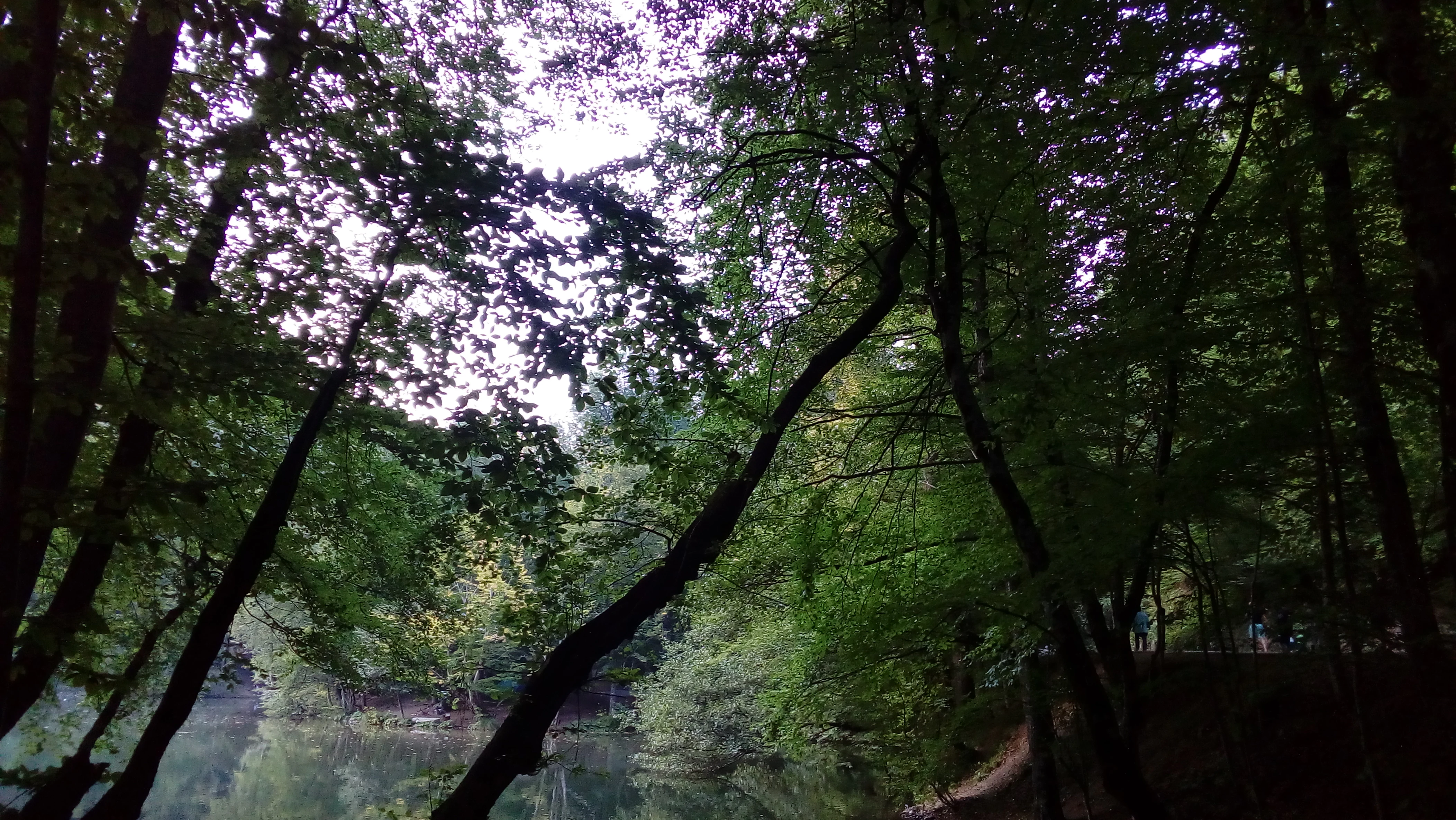 Tall trees with green foliage forming a canopy over a body of water