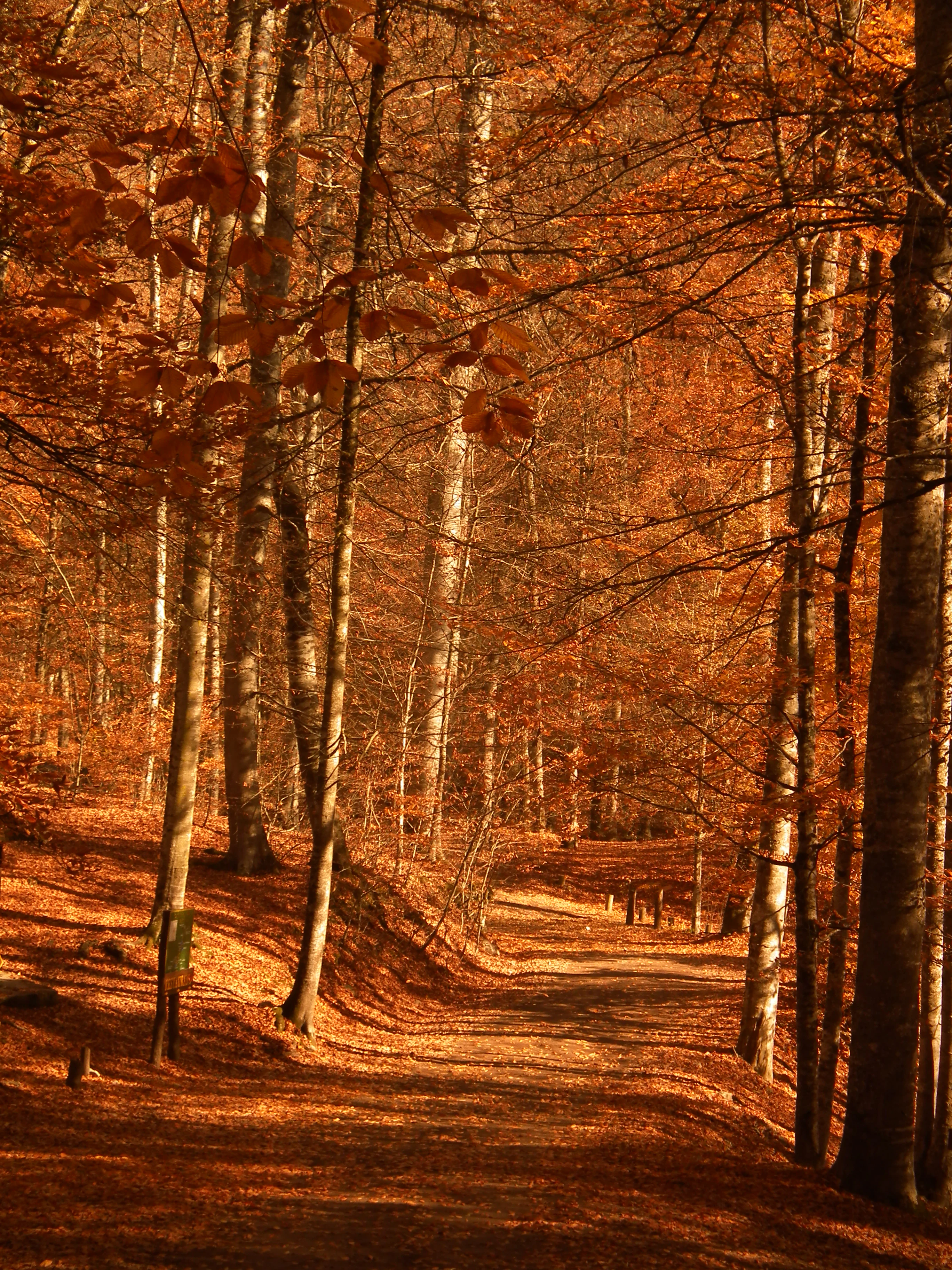 Sunlit forest trail surrounded by tall trees with orange and brown autumn leaves