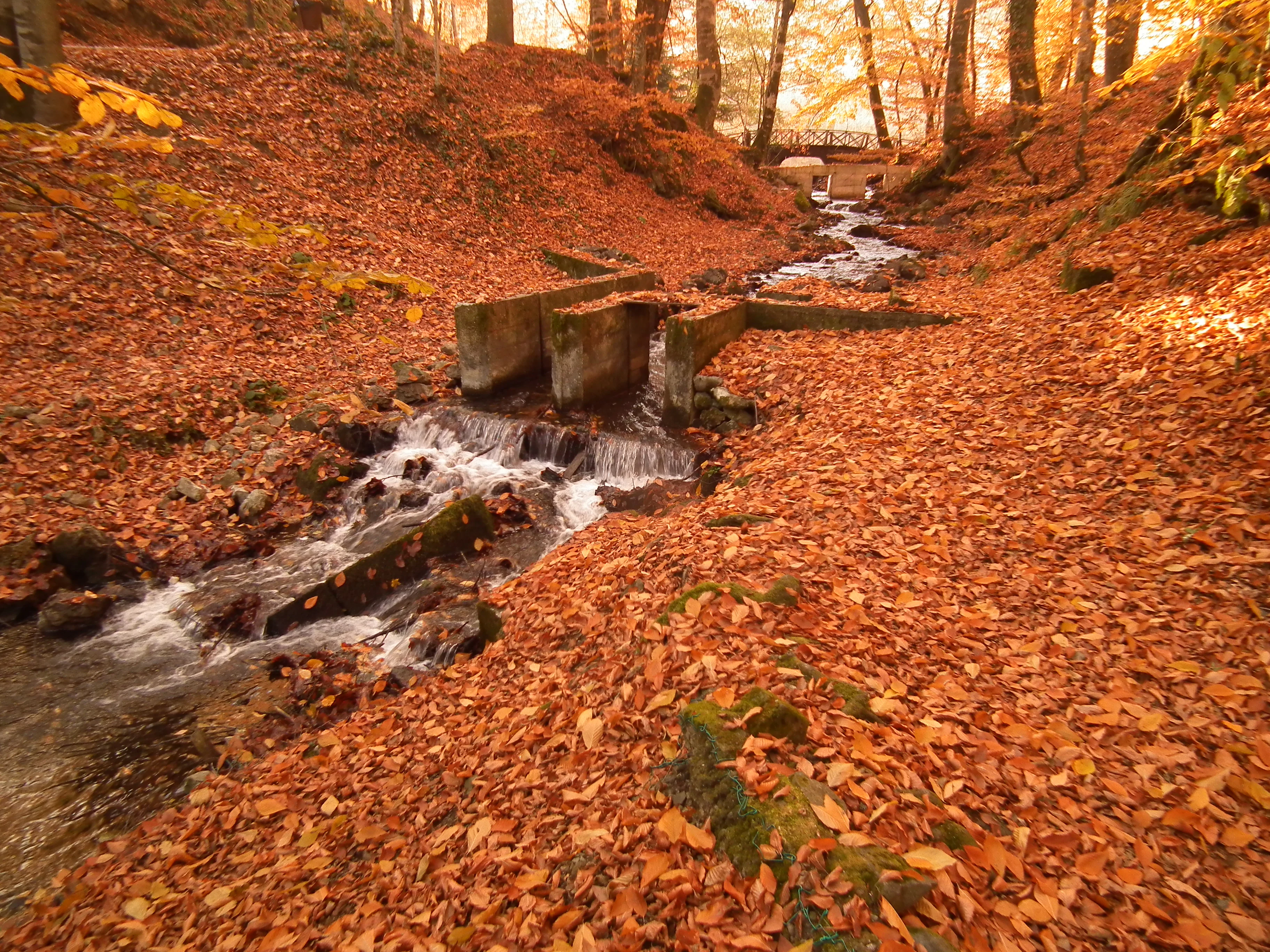 A stream flowing through a forest covered in orange and brown autumn leaves with concrete bridges spanning the water