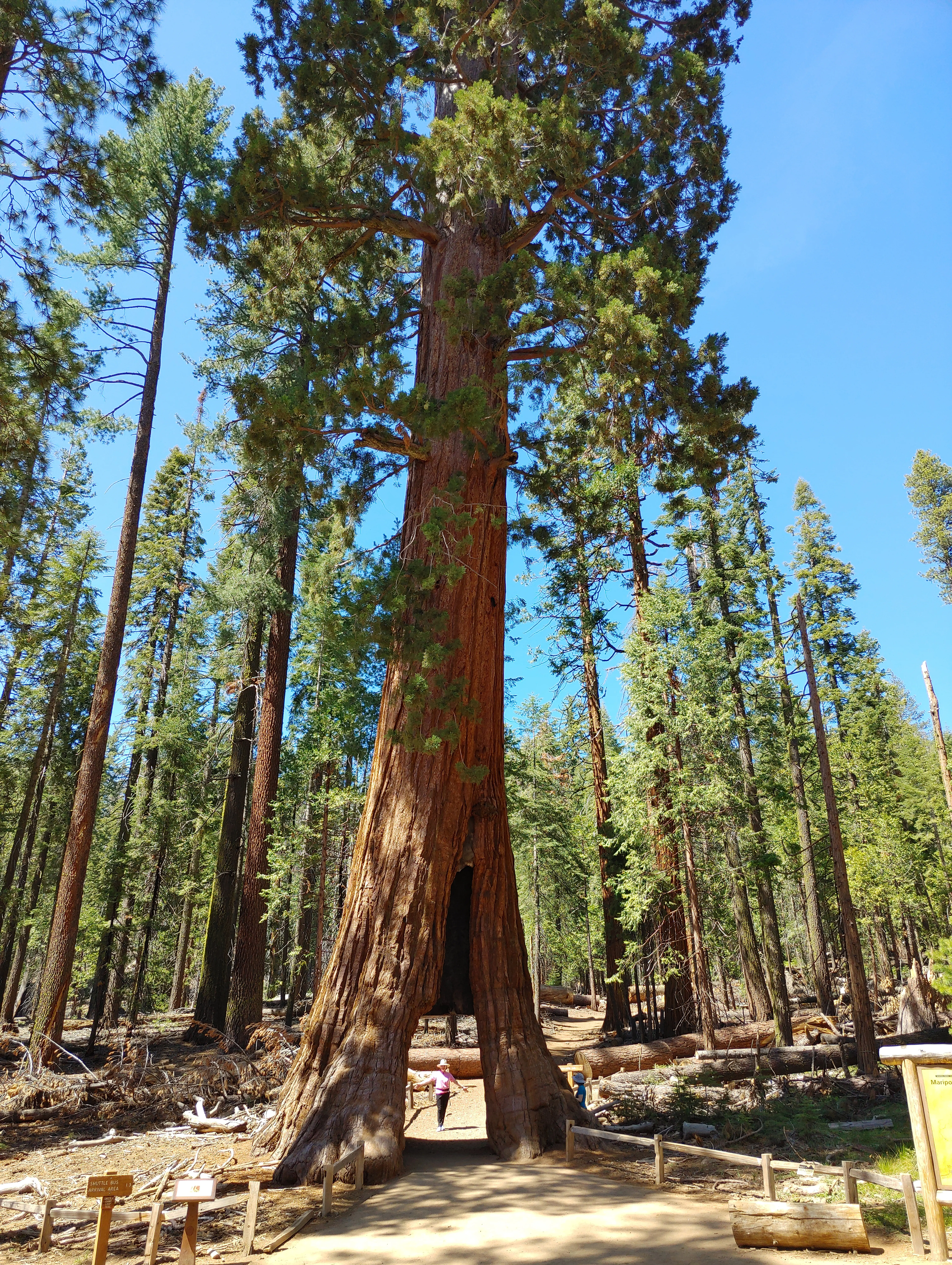 A large sequoia tree with a tunnel carved through its base in a forested area, with visitors walking through the tunnel and tall pine trees in the background under a clear blue sky