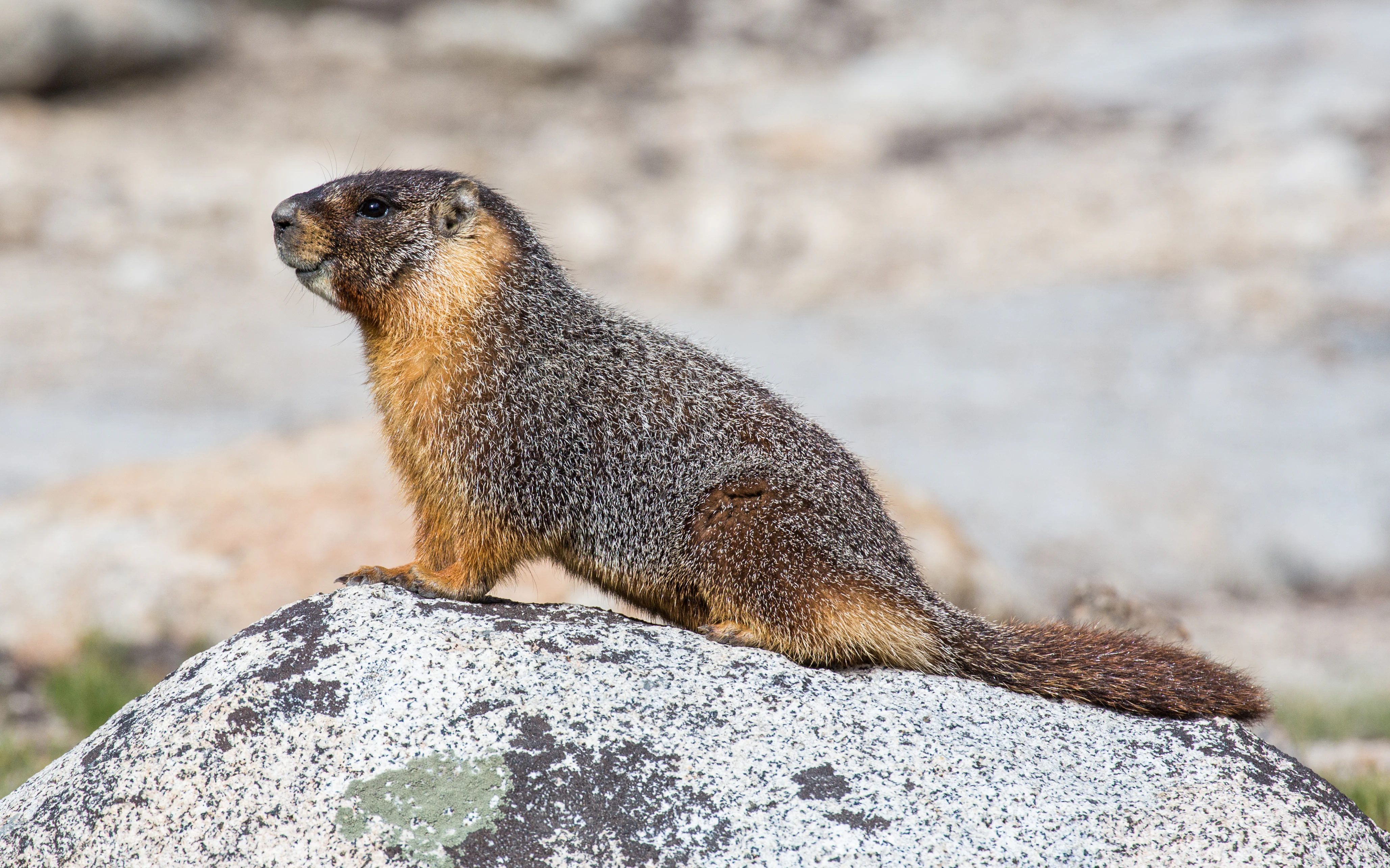 Yellow-bellied Marmot sitting on a large gray rock with brownish fur