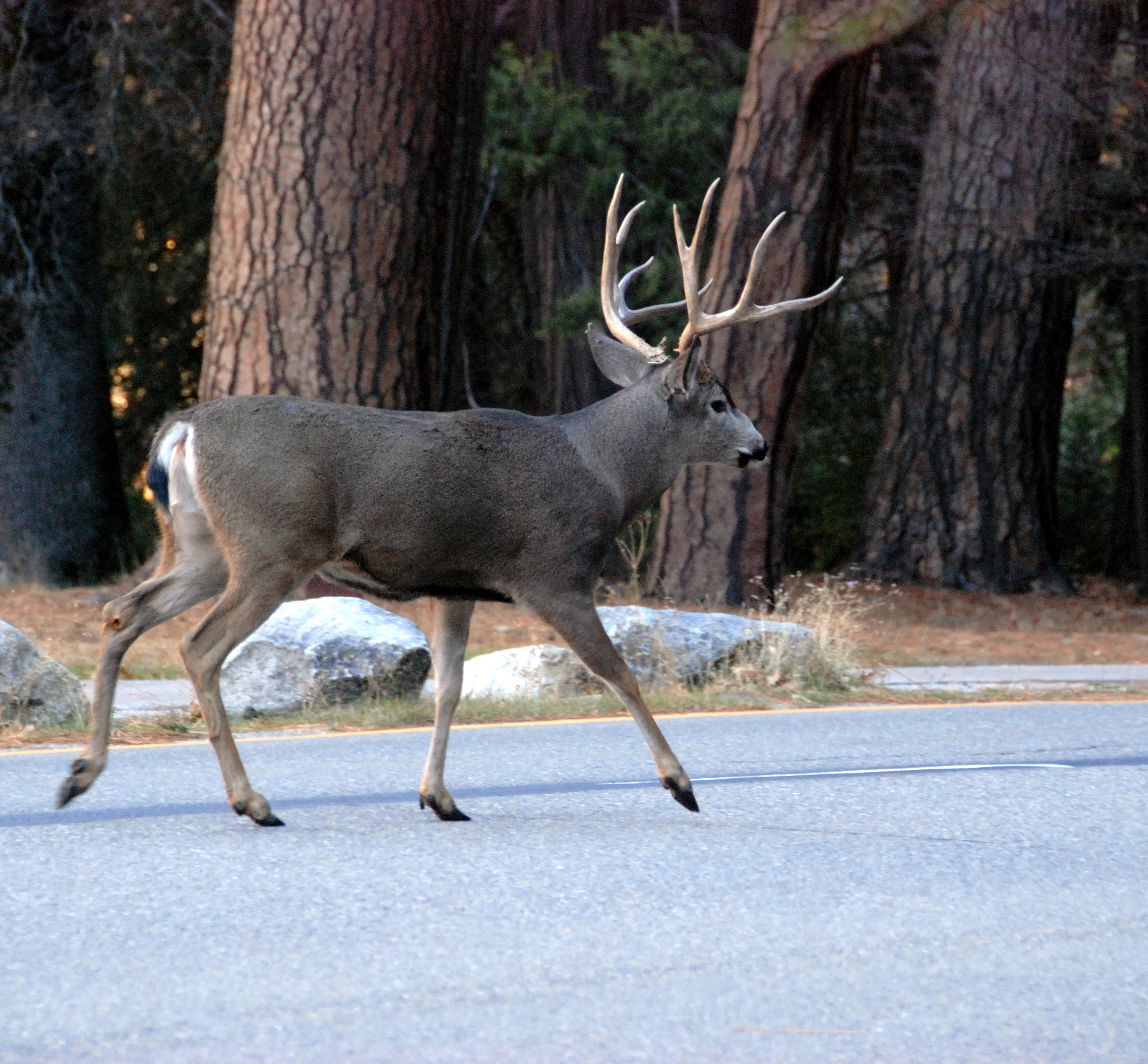 Mule deer with large antlers walking on a paved road, surrounded by trees and rocks