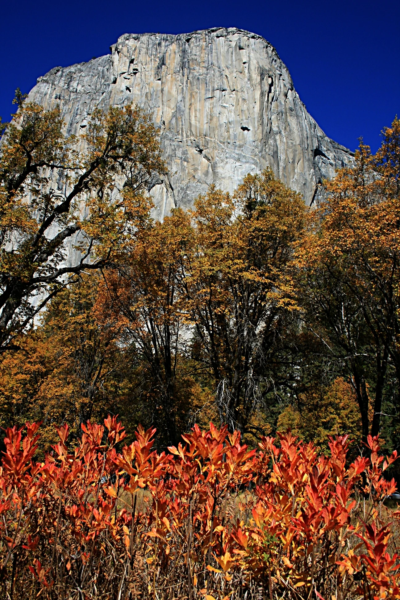 Red and orange foliage in foreground with El Capitan granite cliff in background under clear blue sky