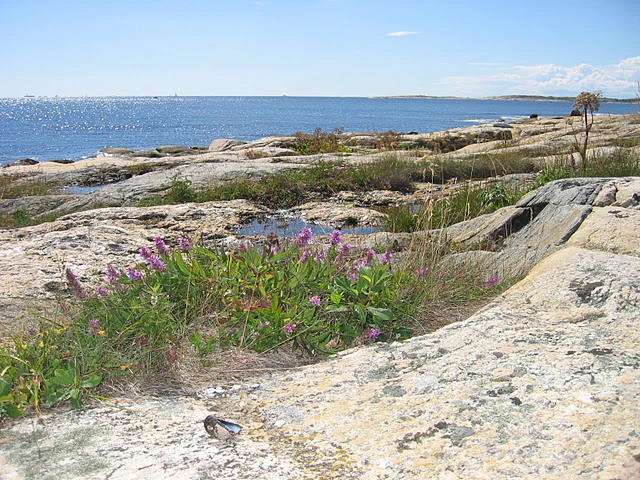 Coastal rocky terrain with purple wildflowers and green plants, with the sea in the background under a clear blue sky