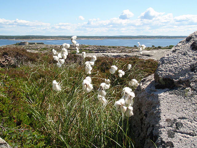 White cottongrass plants with long green stems growing on a rocky coastal landscape with the sea and distant islands under a partly cloudy sky