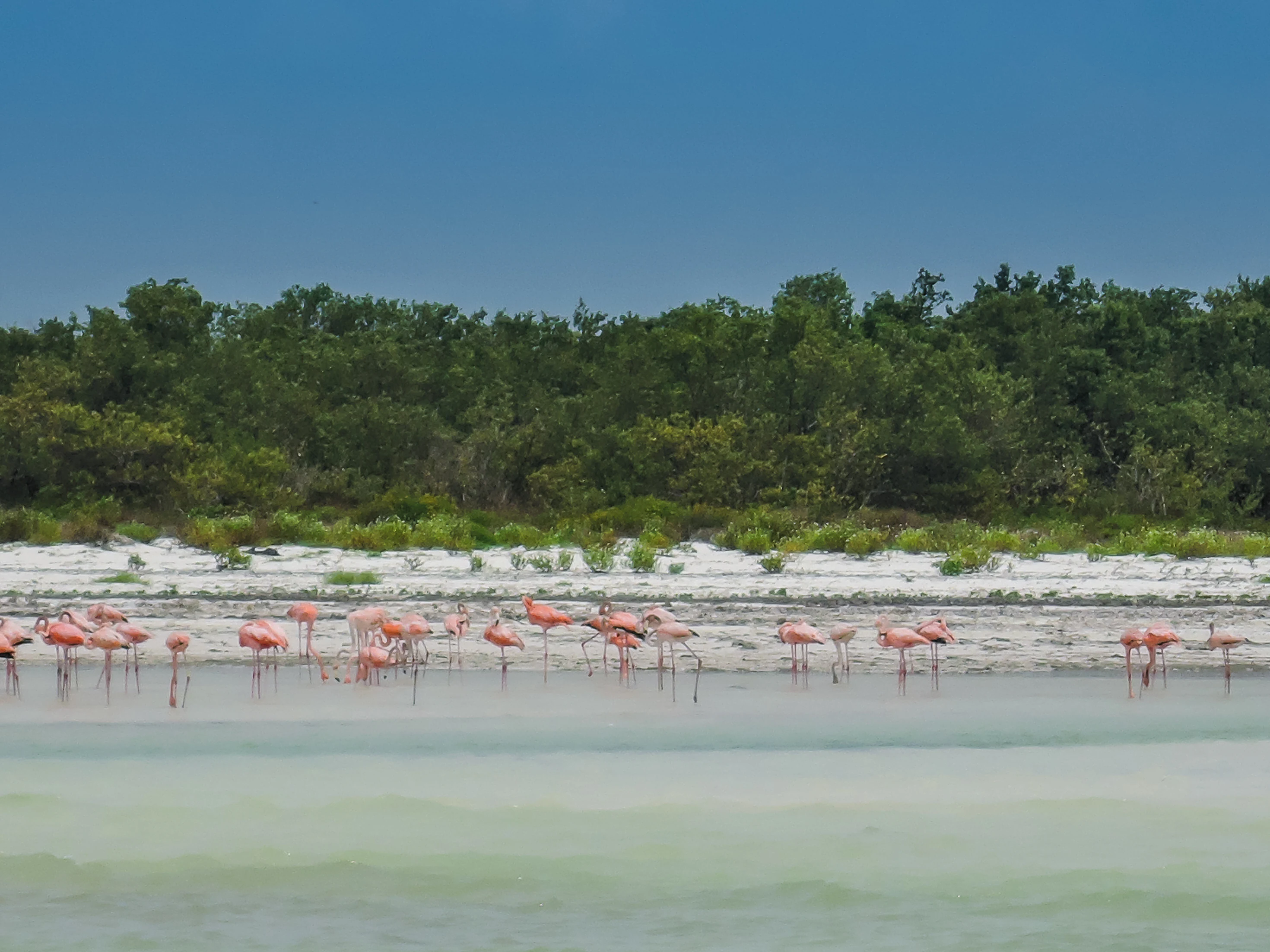 A group of pink flamingos wading in calm, shallow water in front of a sandy shoreline backed by dense green vegetation under a clear blue sky.