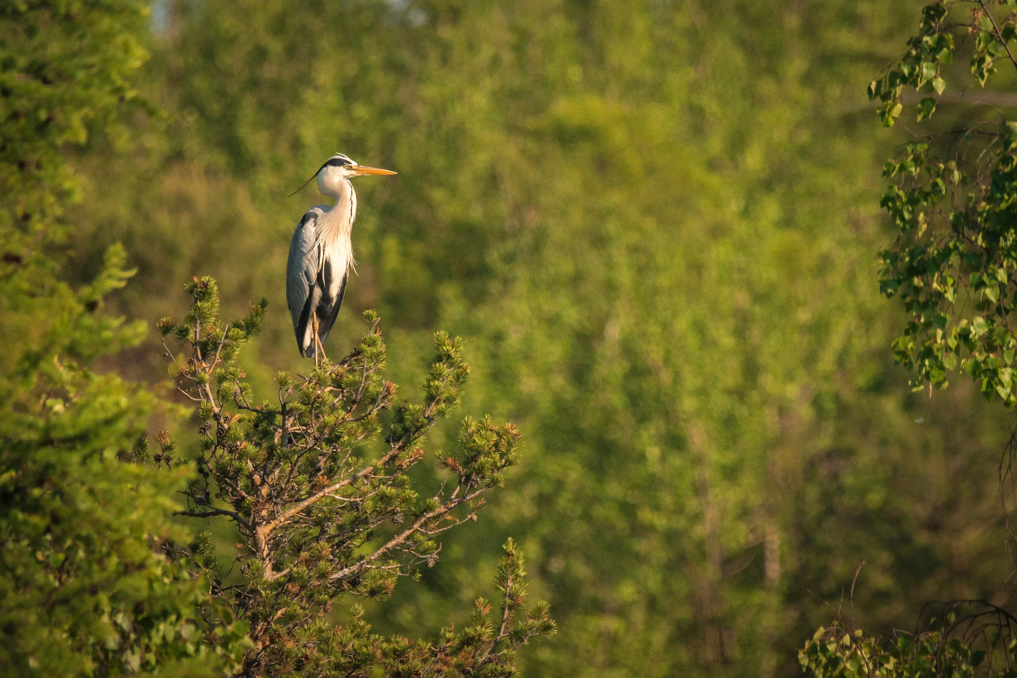 Una garza real está posada en la copa de un árbol conífero contra un fondo verde borroso de follaje.